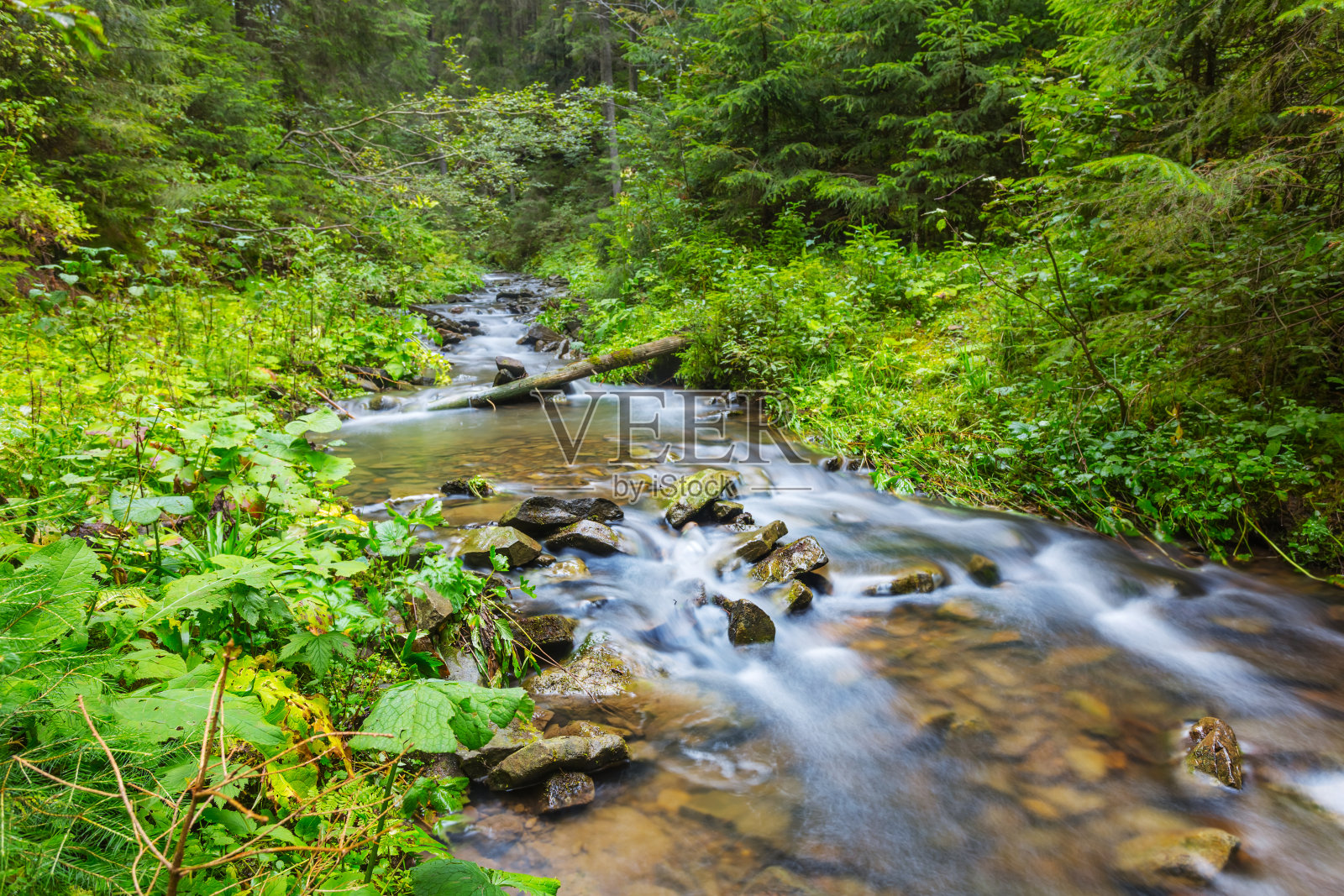 森林里湍急的河流照片摄影图片