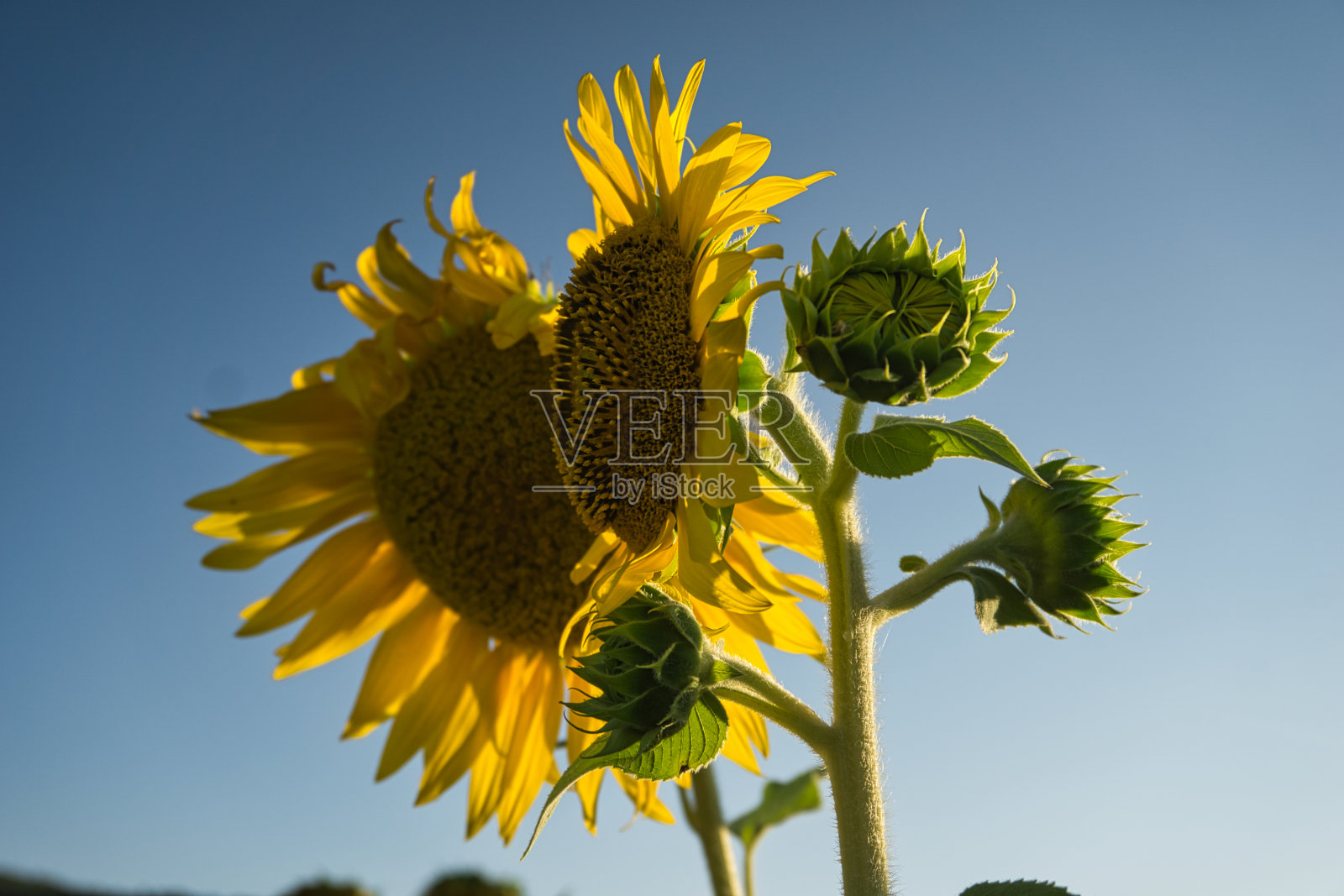 日落时田野里的向日葵照片摄影图片