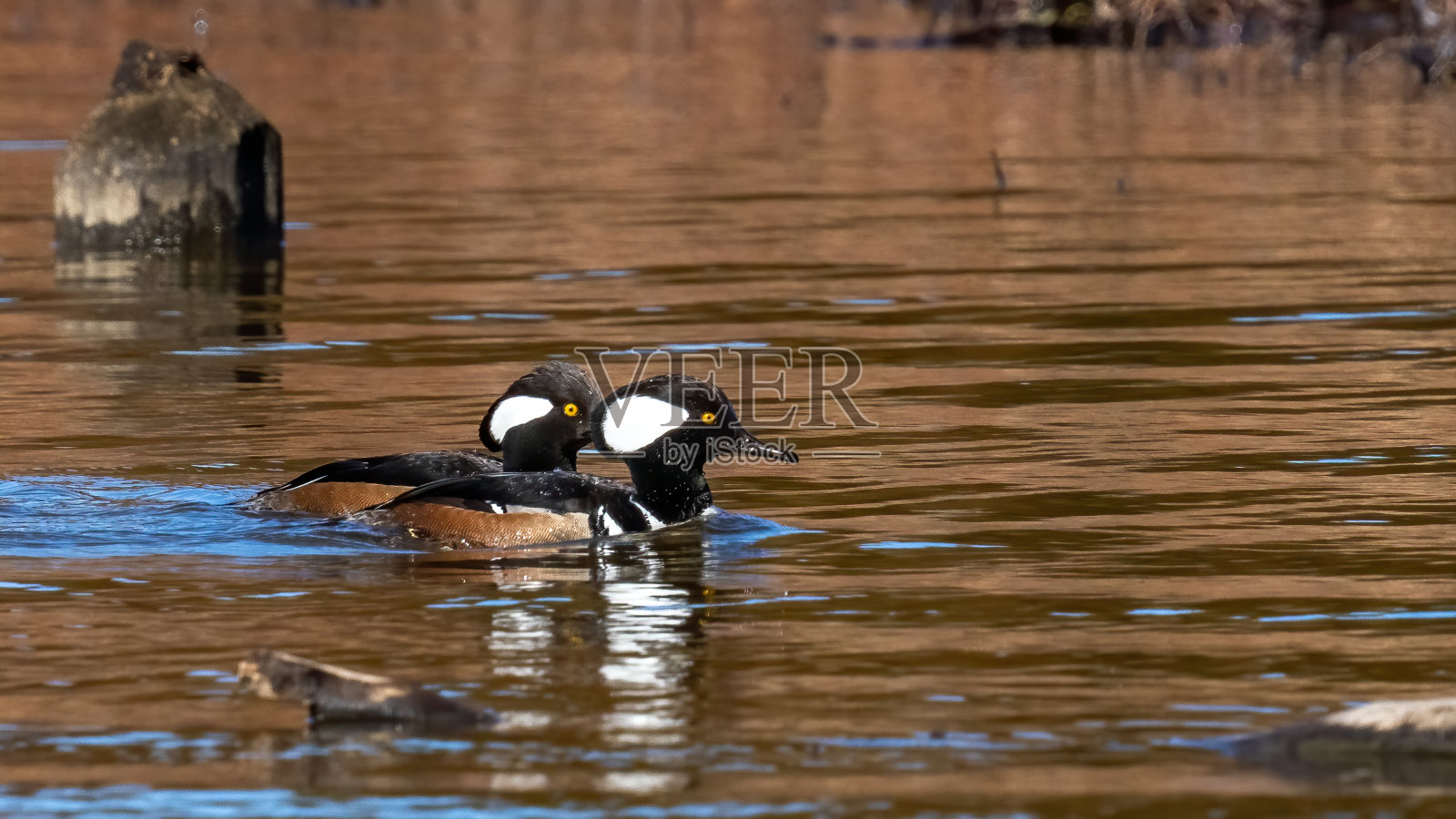 冠鸟在北美东半部和太平洋西北部的森林湿地中繁殖，也可能在人们搭建巢穴箱的无树湿地中筑巢照片摄影图片