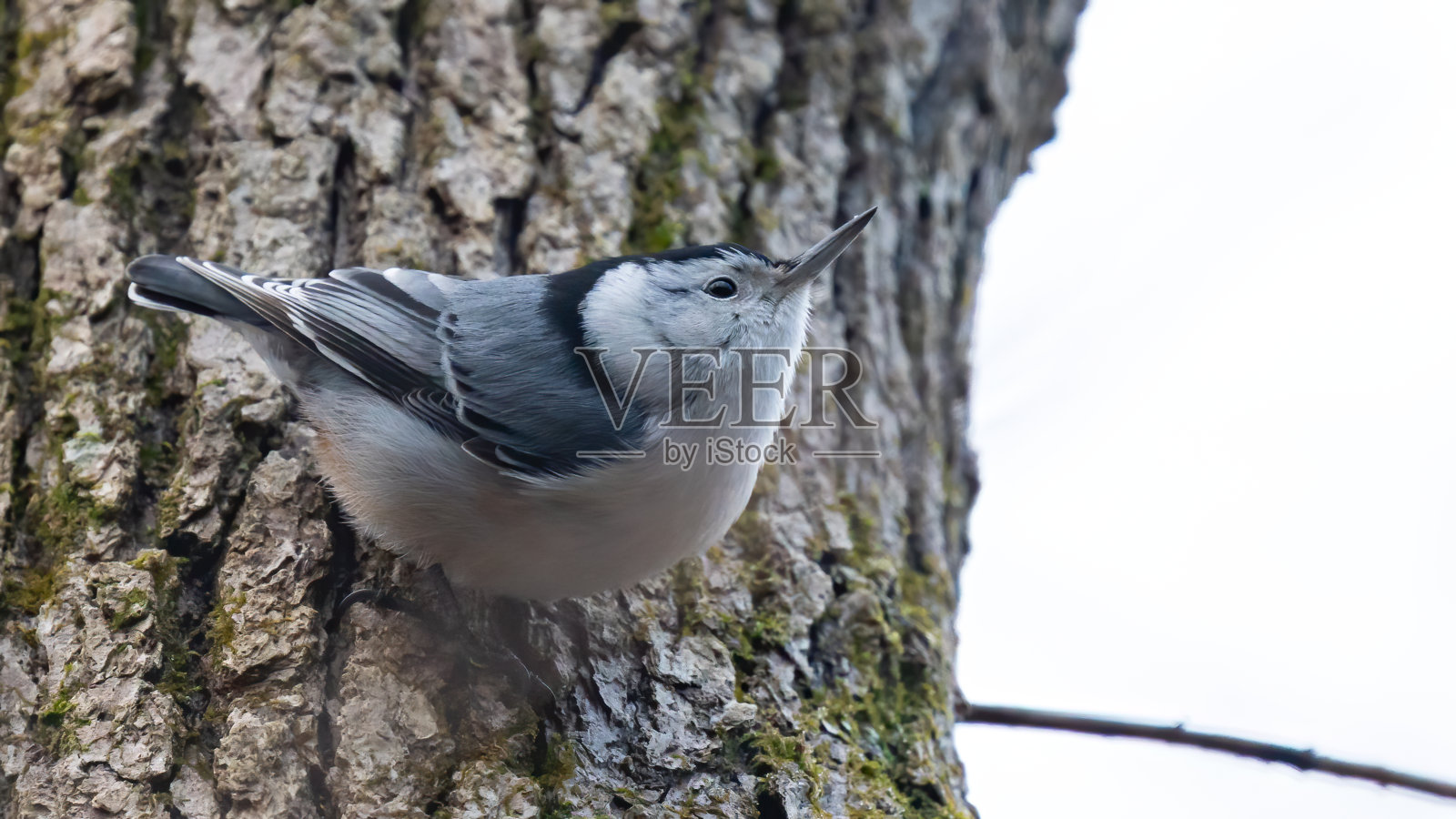 树上的五斗鸟照片摄影图片