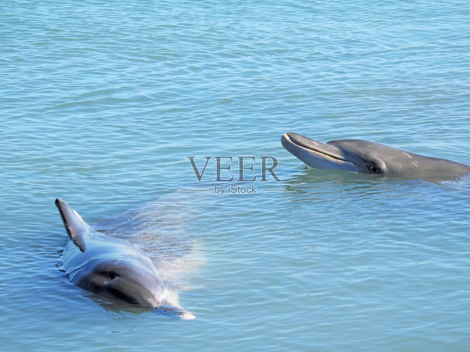 无耻的印度-太平洋宽吻海豚照片摄影图片