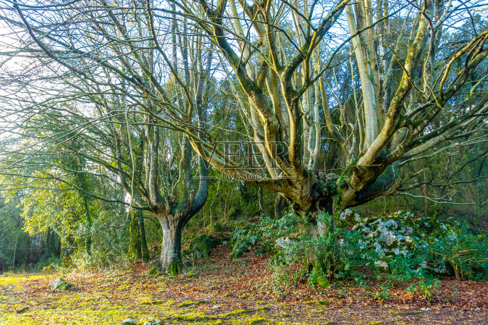 在Gipuzkoa的Mutriku市的Arno山的山毛榉林中，美丽的日出和动物们在一起。西班牙巴斯克地区照片摄影图片