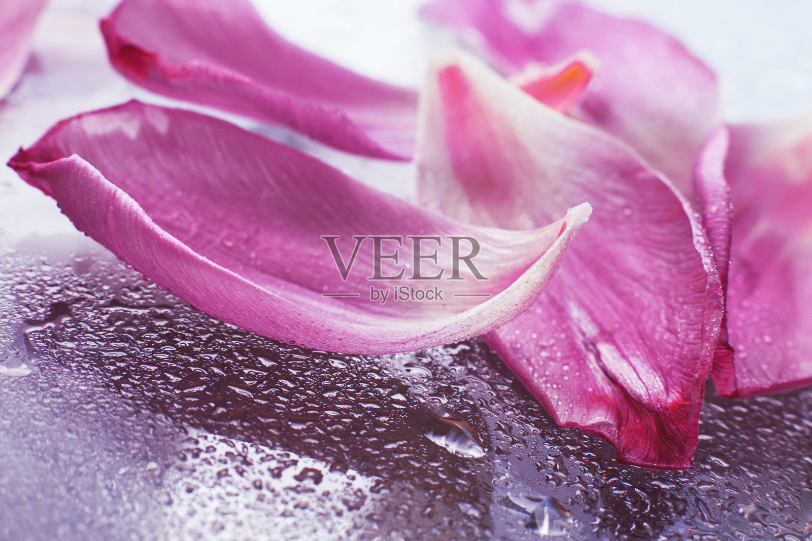 靠近粉红色的鲜花郁金香与水滴在玻璃表面，潮湿的花瓣，自然的春天背景照片摄影图片