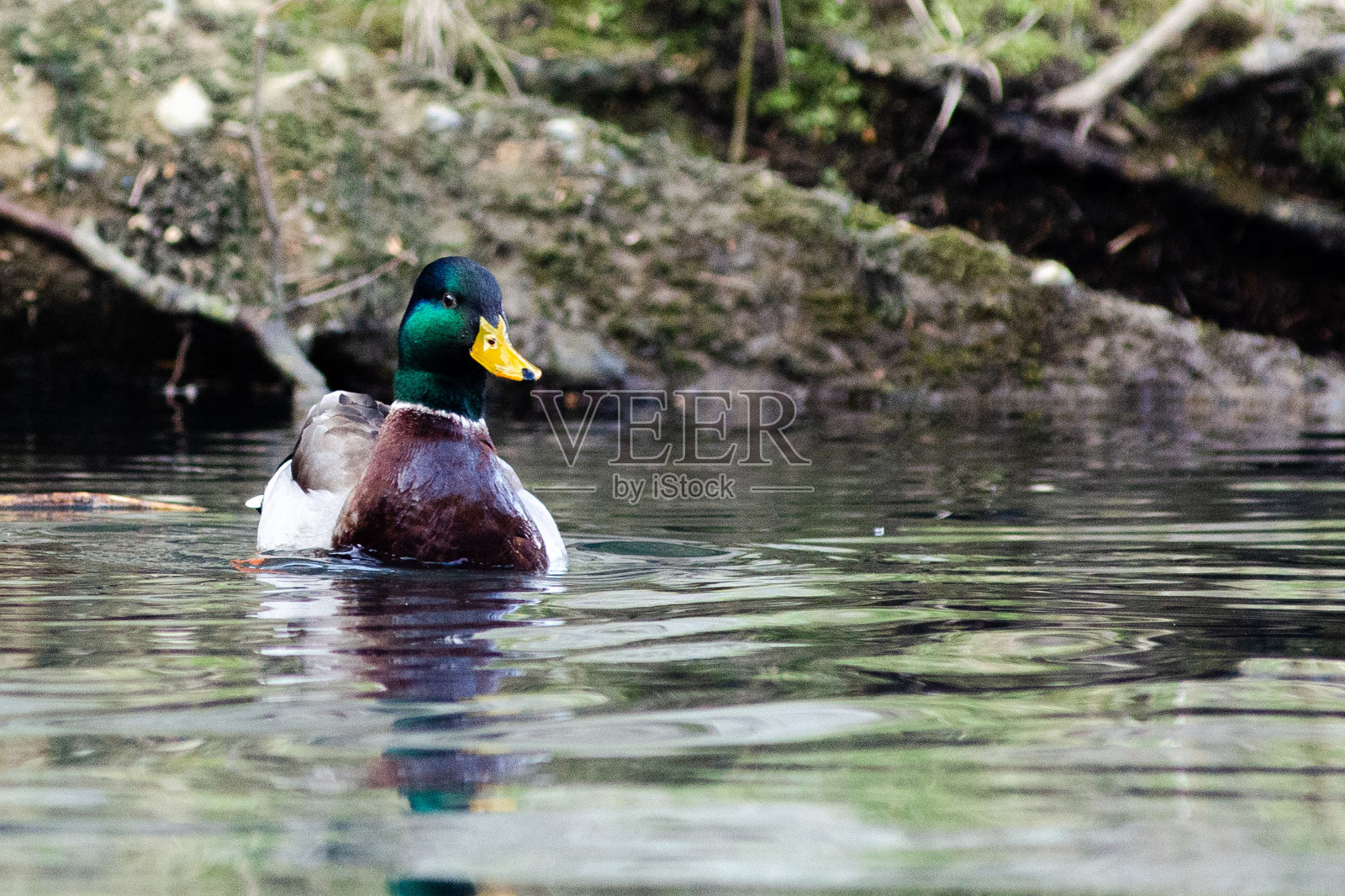 环境中的水鸟。照片摄影图片