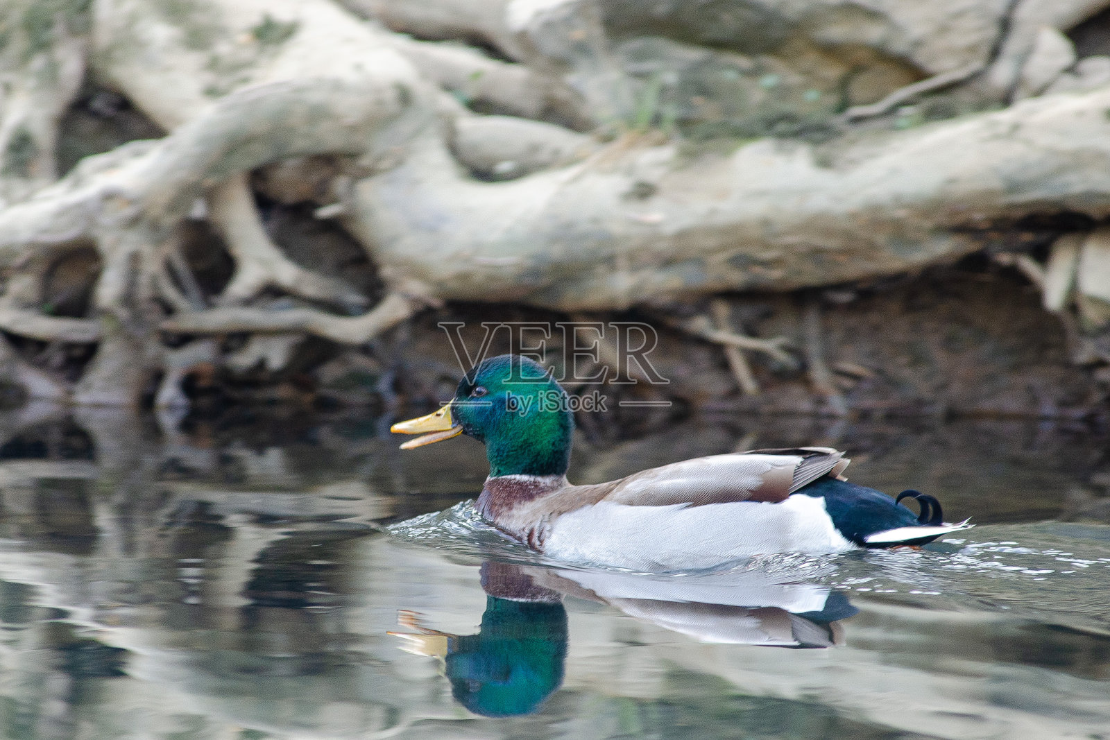 环境中的水鸟。照片摄影图片