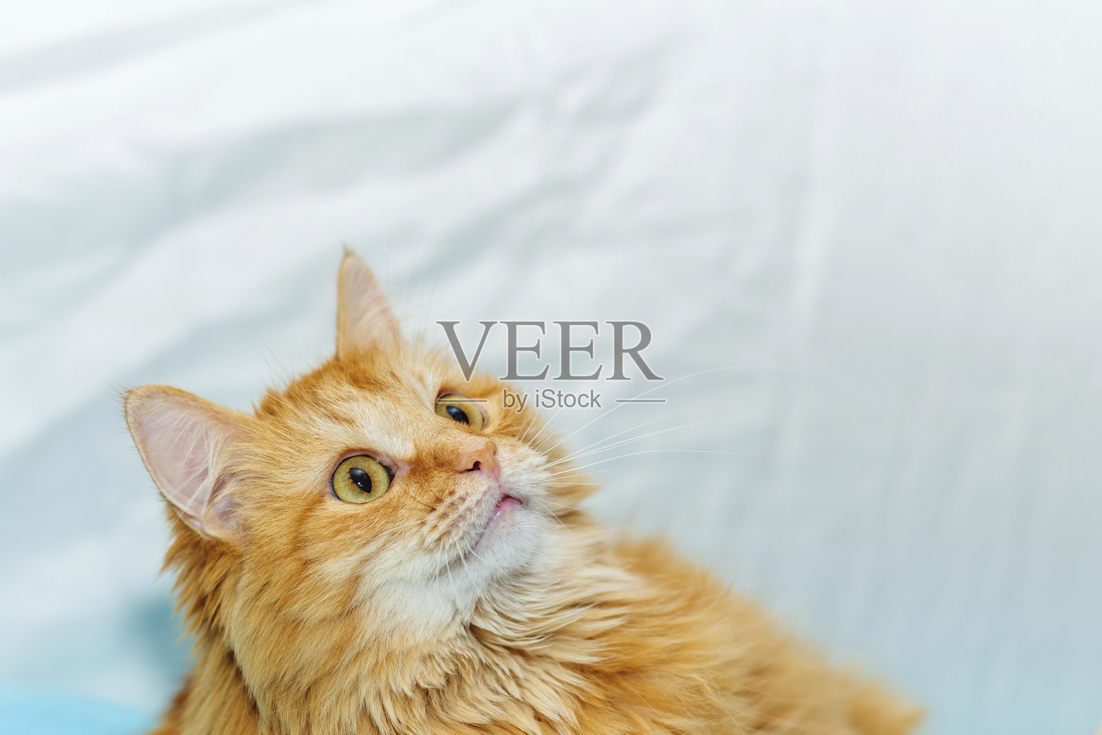 一只西伯利亚红猫照片摄影图片