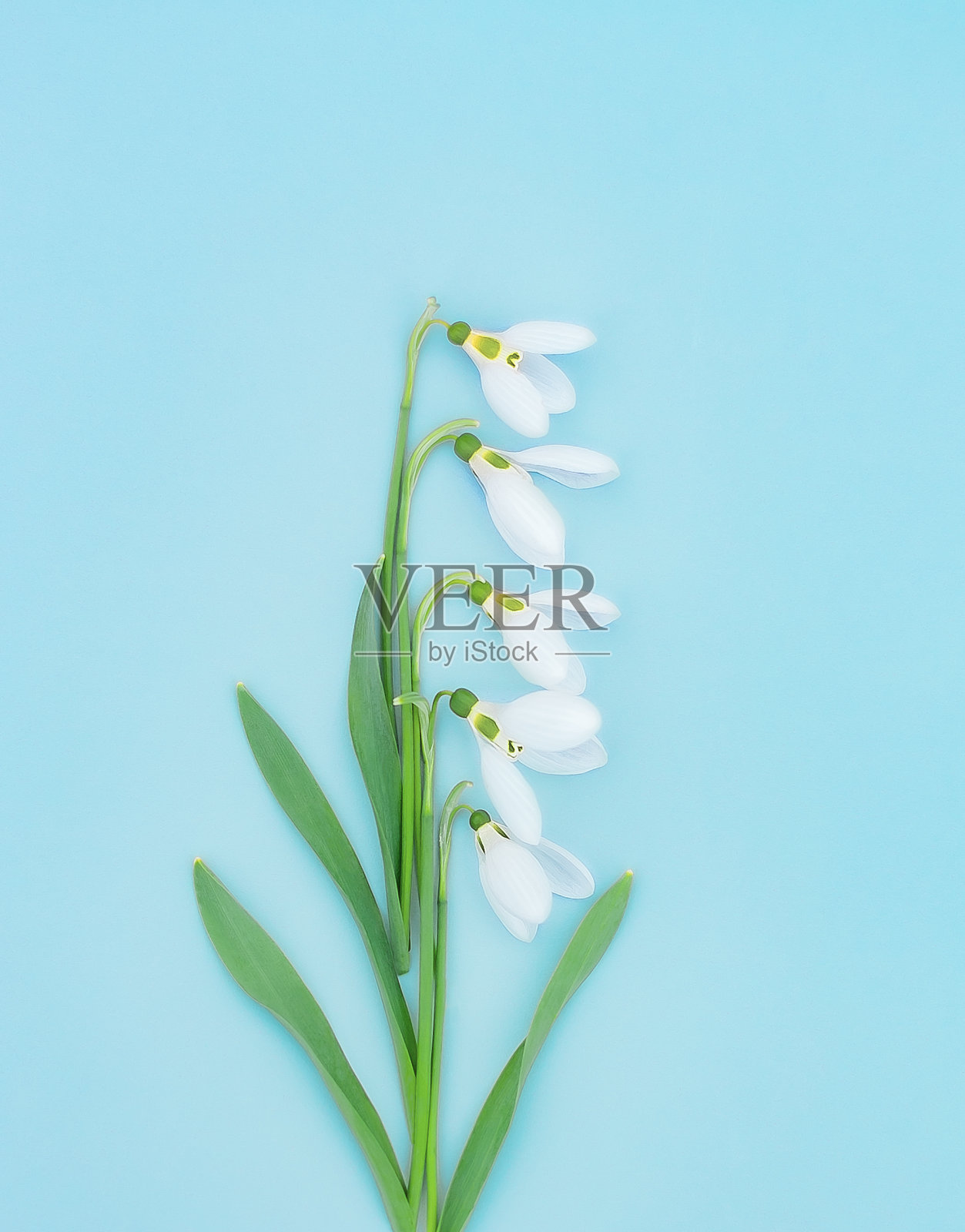 雪莲在春天创作作文照片摄影图片