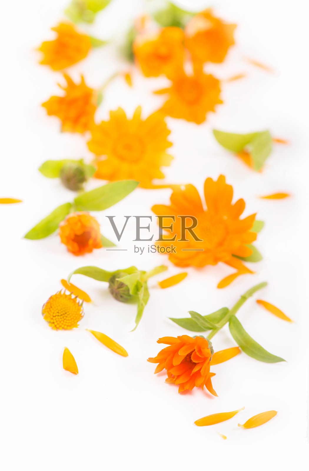 鲜艳鲜艳的桔黄色金盏花图案照片摄影图片