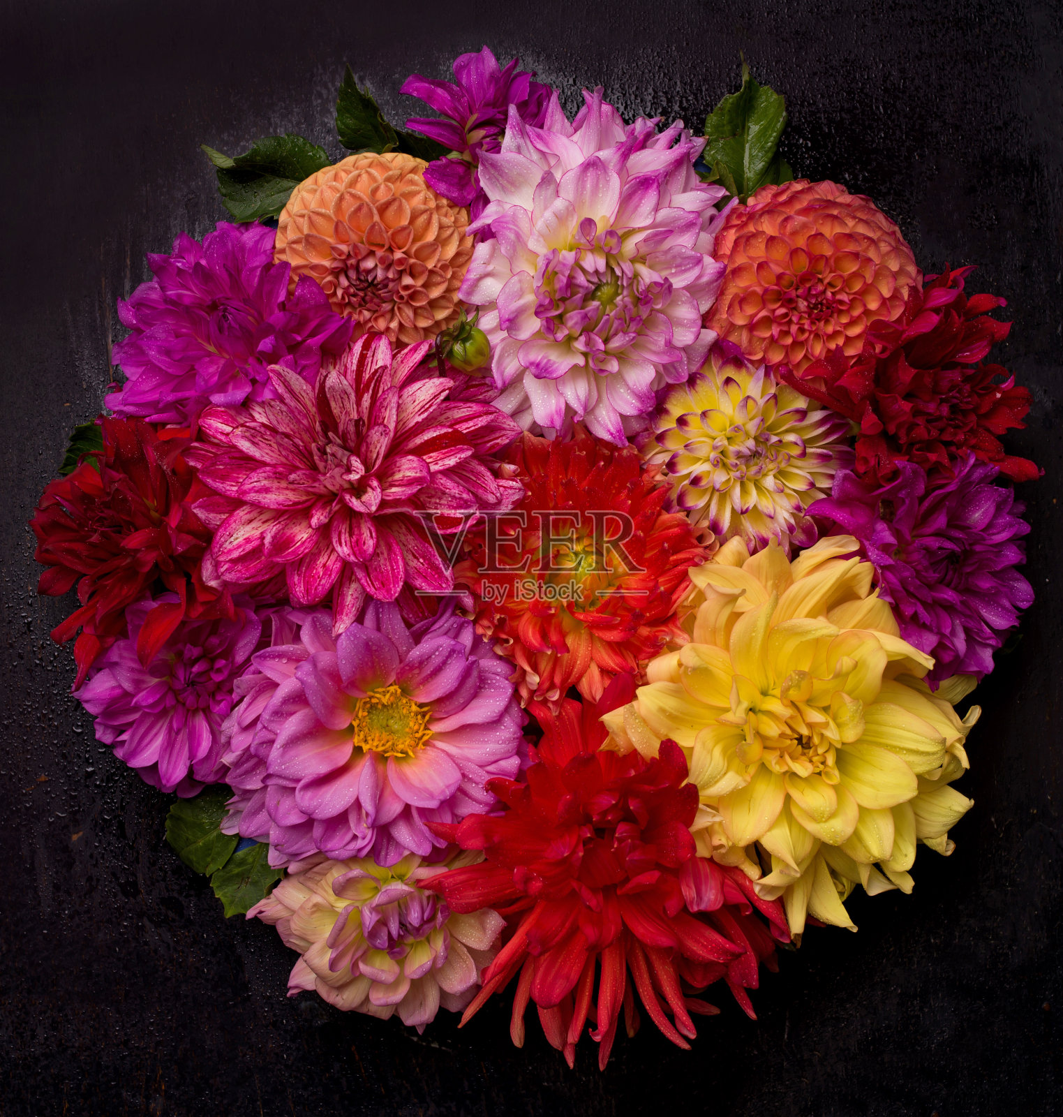 红、白、黄大丽花八月缤纷背景。观赏多色大丽花照片摄影图片