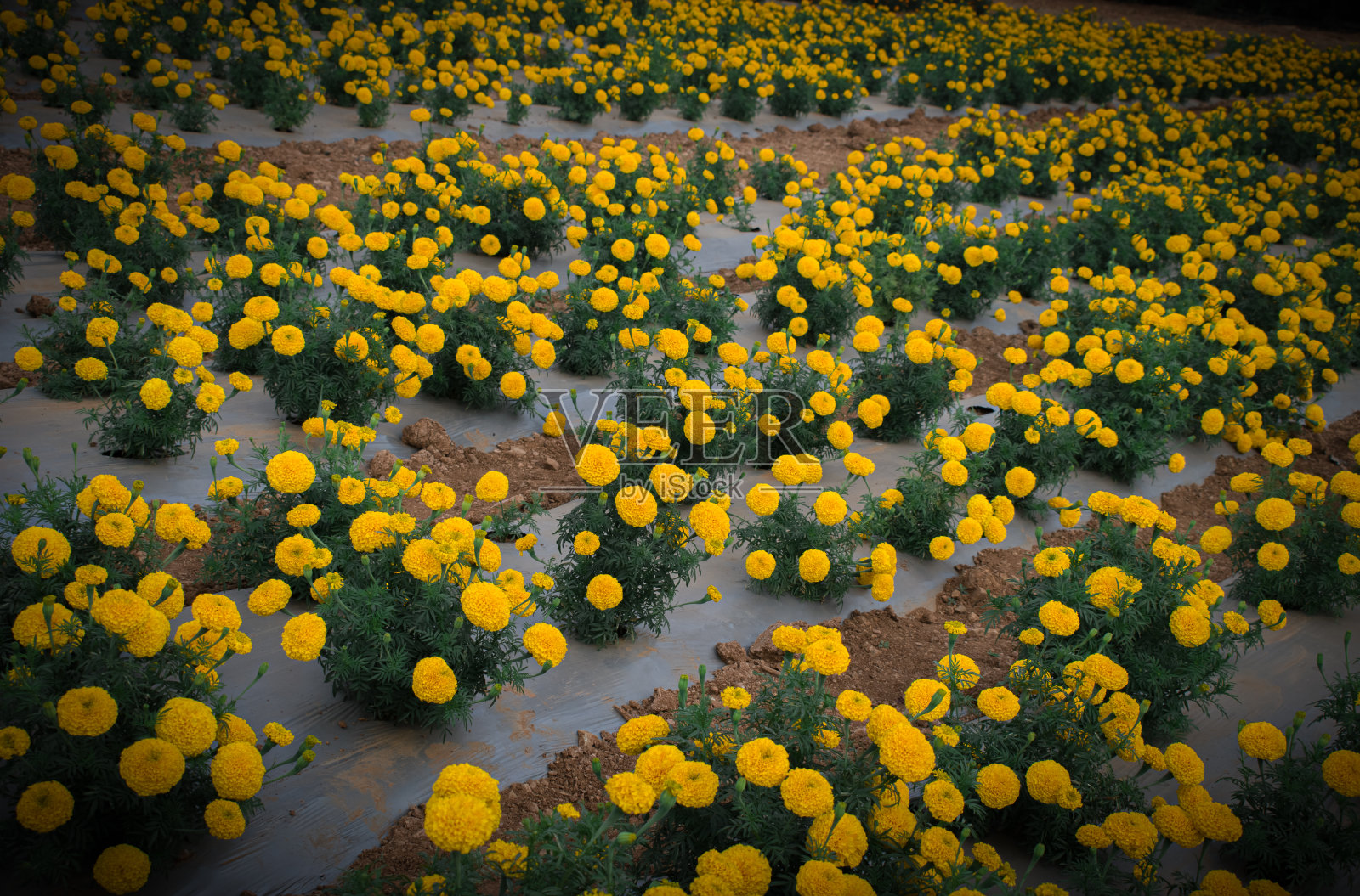 现代技术栽培金盏花照片摄影图片