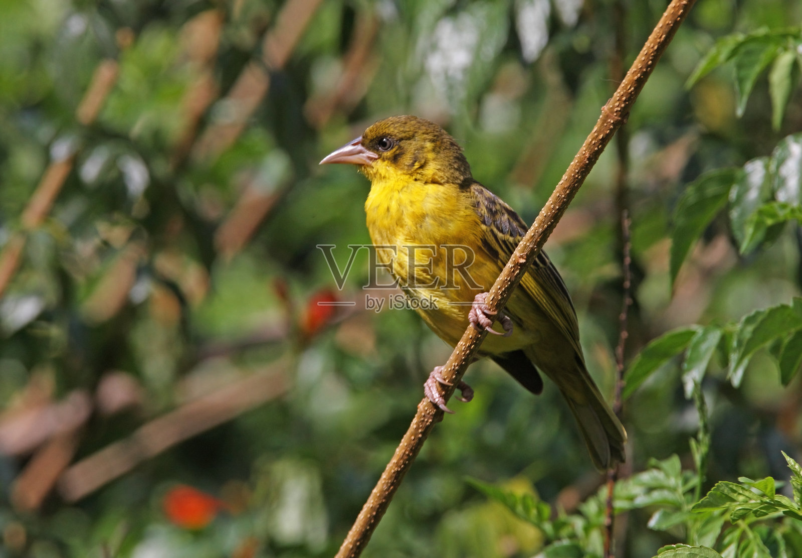 较小的蒙面韦弗照片摄影图片