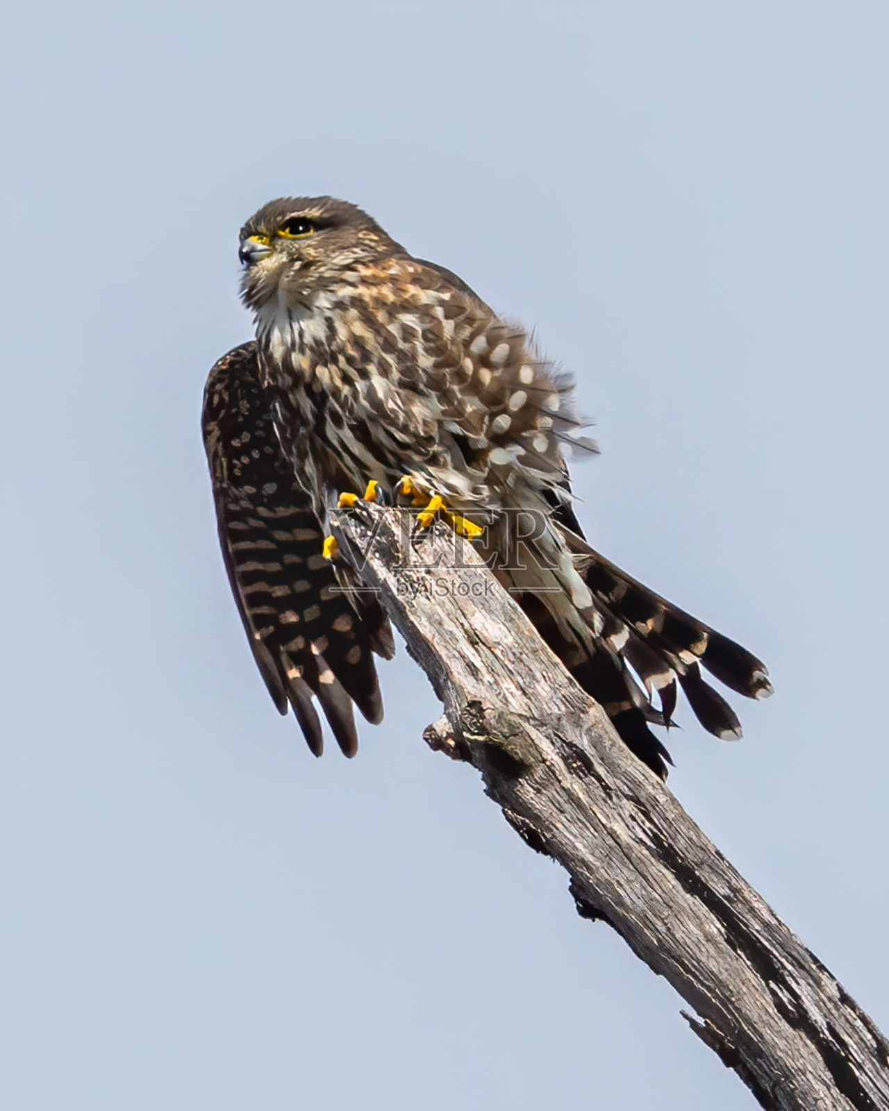 梅林小猛禽鸟猎鹰照片摄影图片