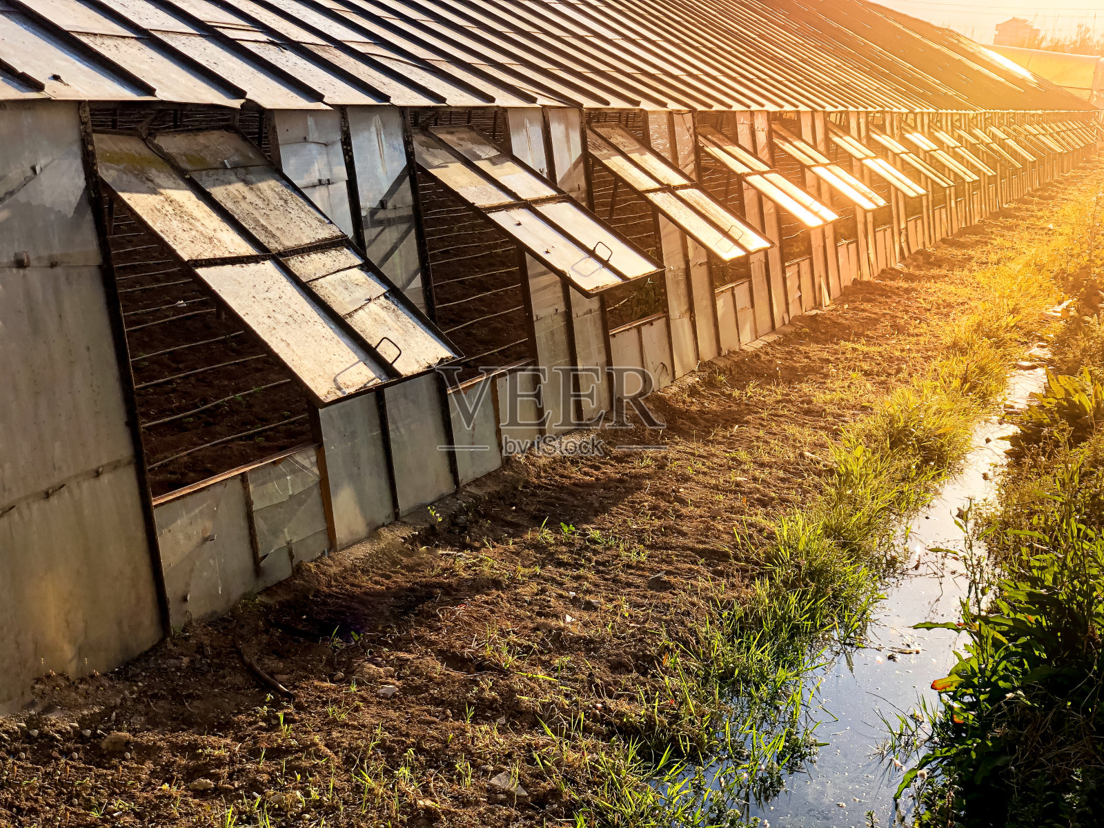 玻璃温室种植蔬菜温室照片摄影图片