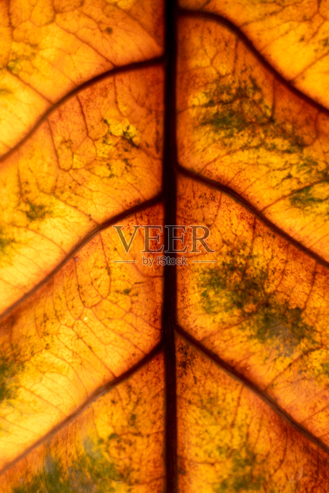 树叶的微距镜头照片摄影图片