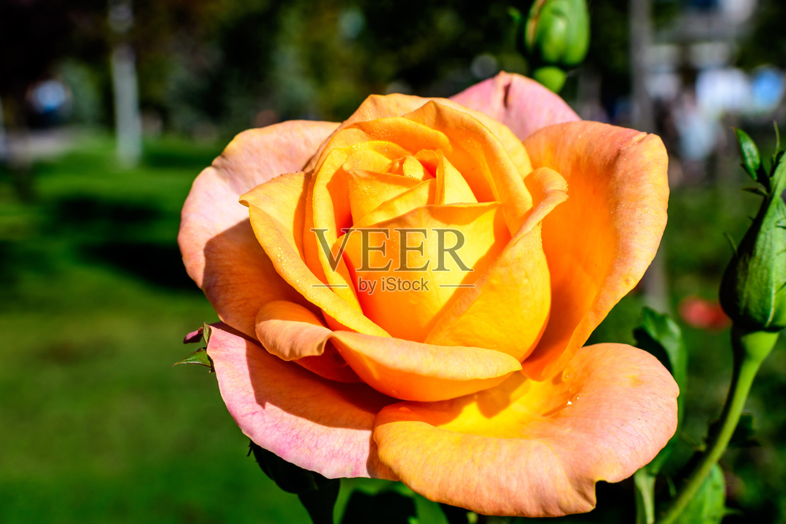 在夏日的花园中，一朵娇艳的桔黄色大玫瑰在阳光的直射下盛开，背景是模糊的绿叶照片摄影图片