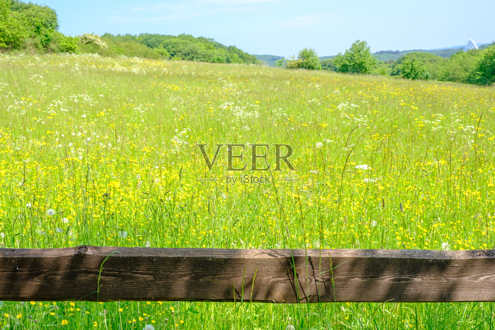 绿色的草地照片摄影图片