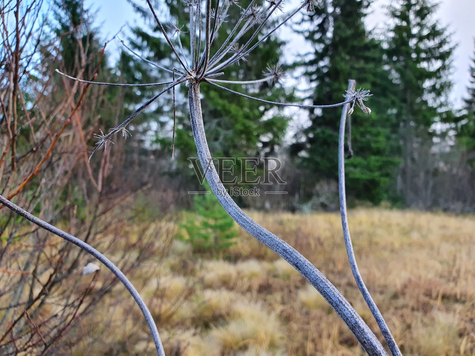 松树林背景上的一朵枯萎的花。在春天，大自然开放了，新的开花植物将从这棵枯萎的植物中长出来。照片摄影图片