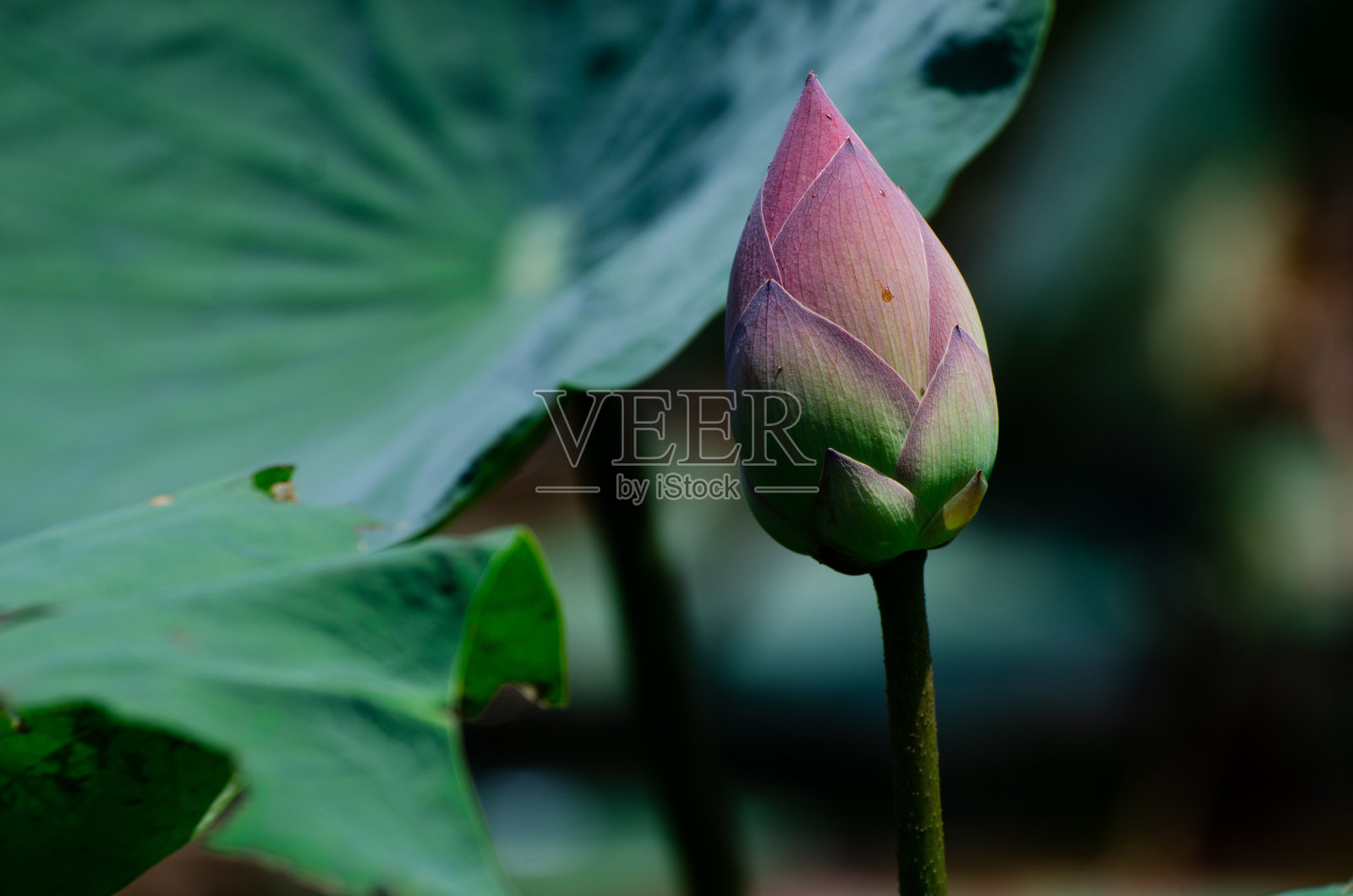 睡莲在池塘里开花照片摄影图片