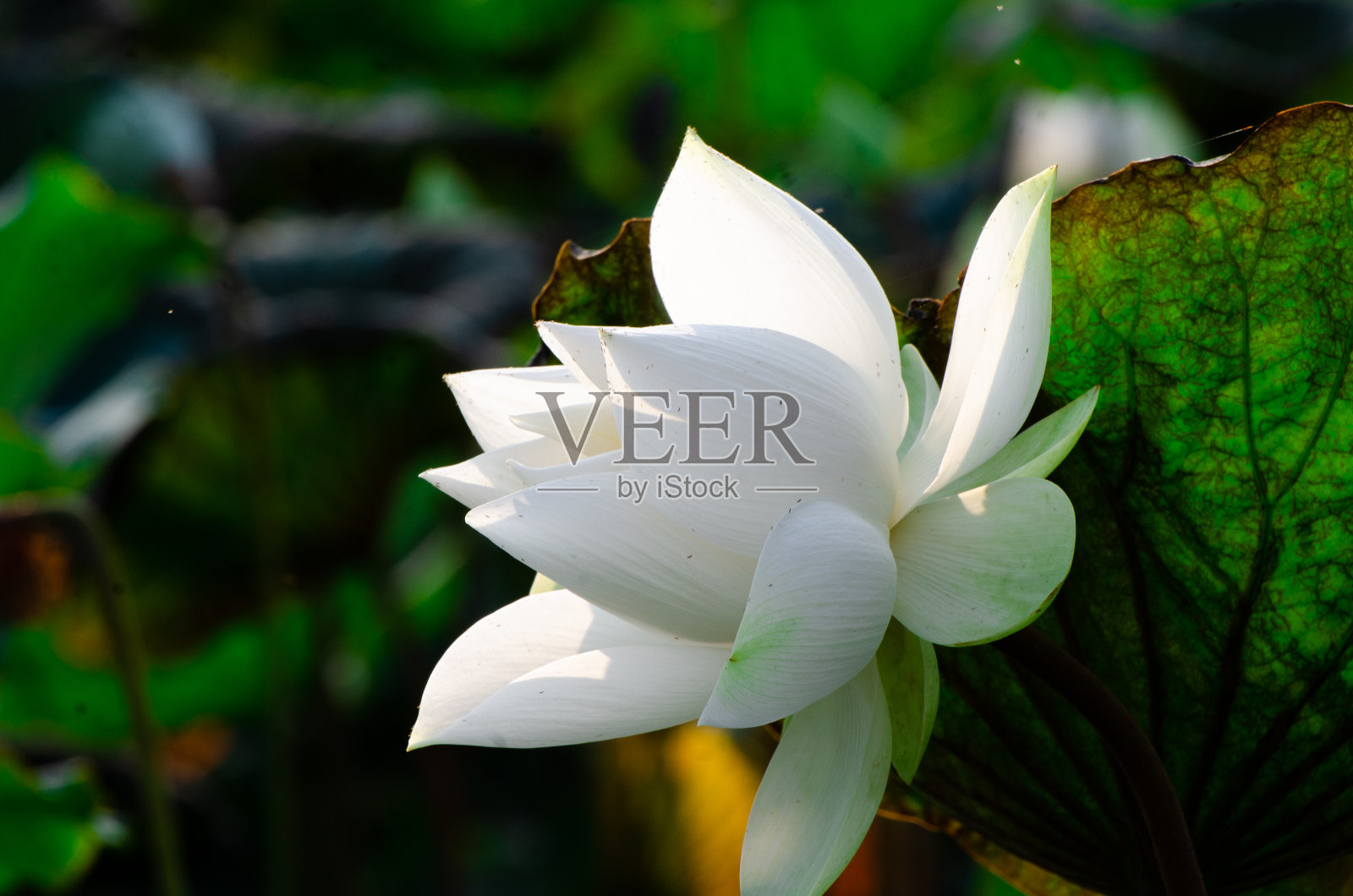 睡莲在池塘里开花照片摄影图片