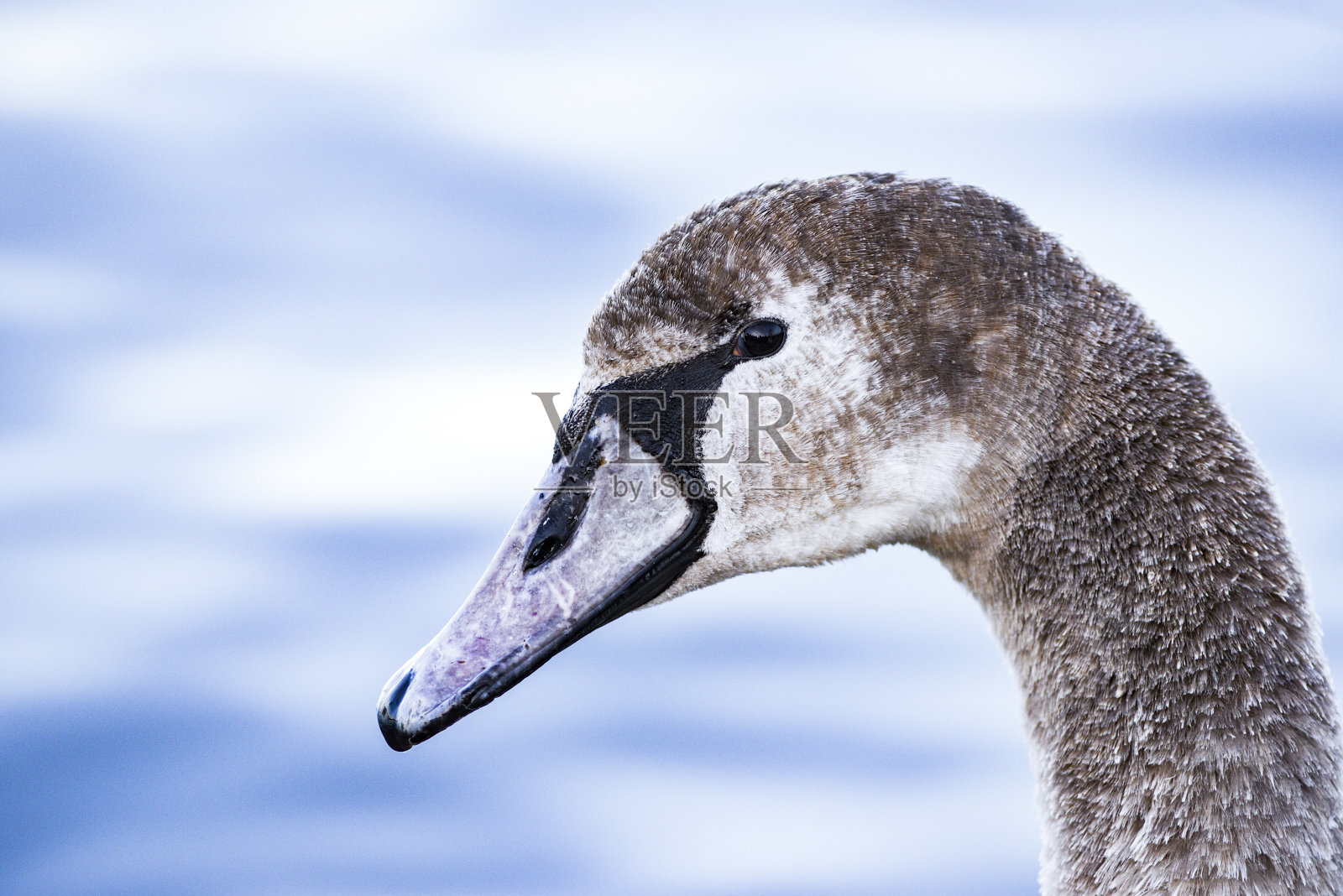 一只年轻的灰色天鹅在波兰的一个湖里游泳。照片摄影图片