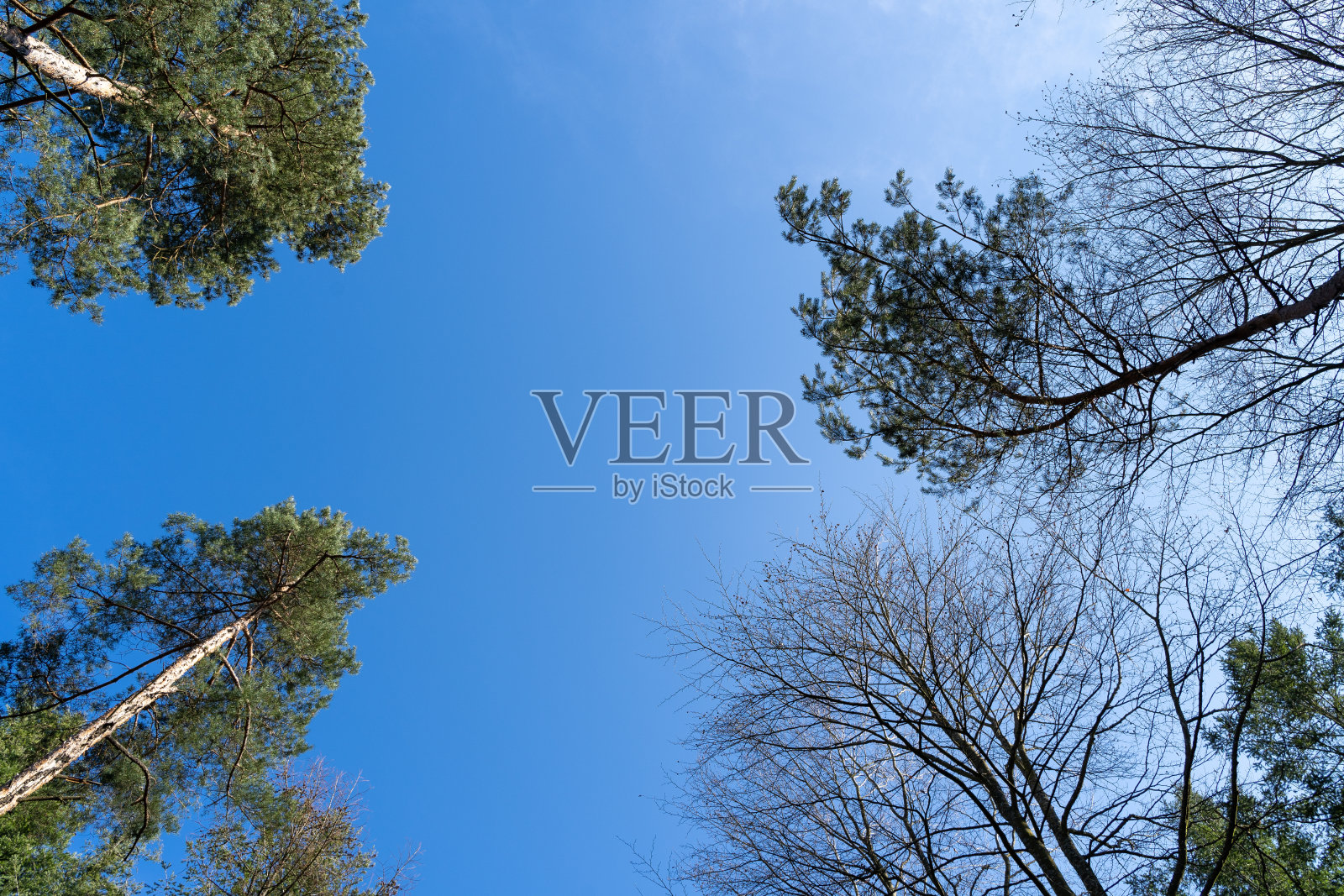 树飞向蓝天照片摄影图片