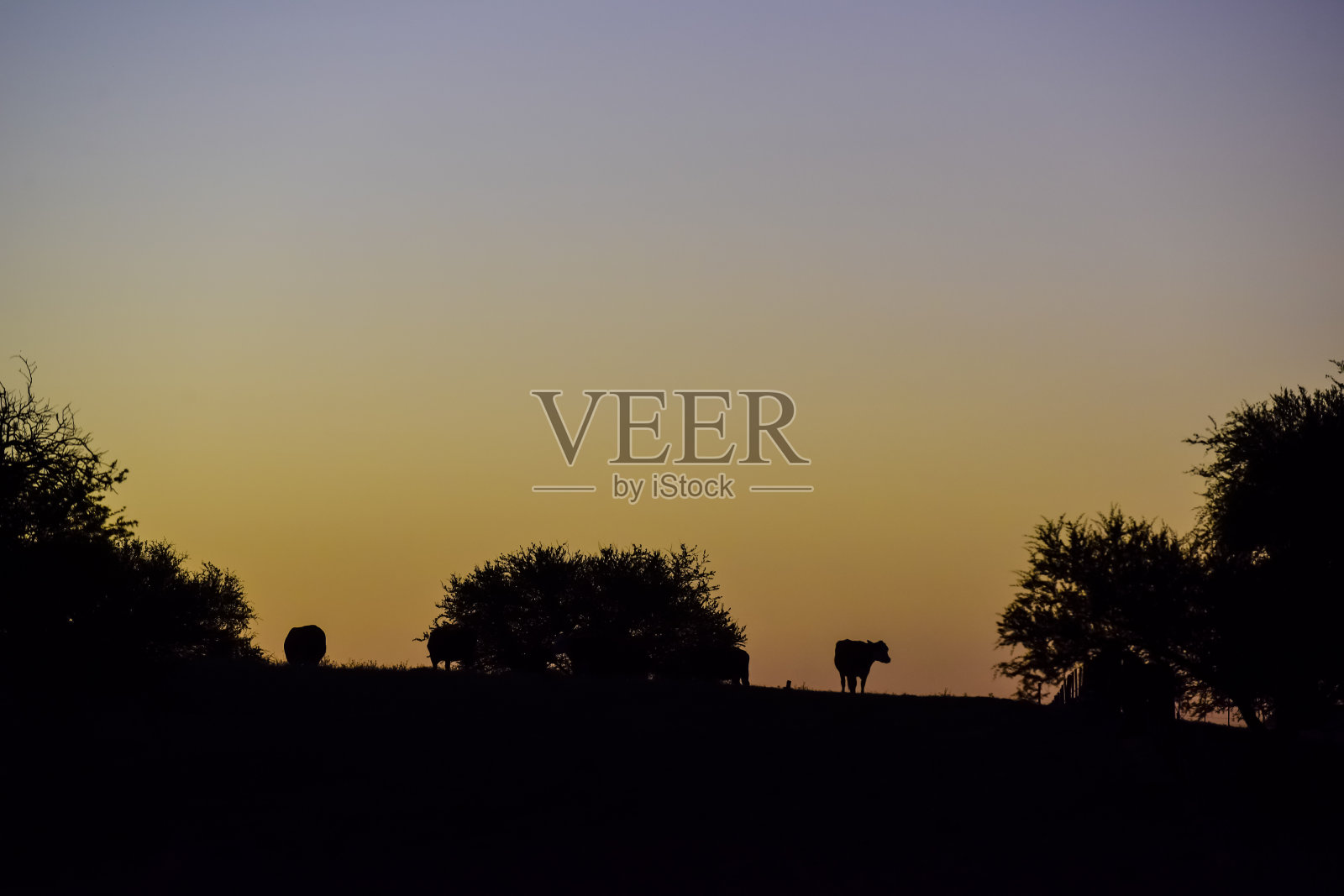 潘帕斯草原景观日落照片摄影图片