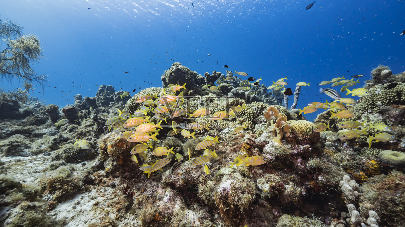 库拉索岛，加勒比海珊瑚礁中的鹦鹉照片摄影图片