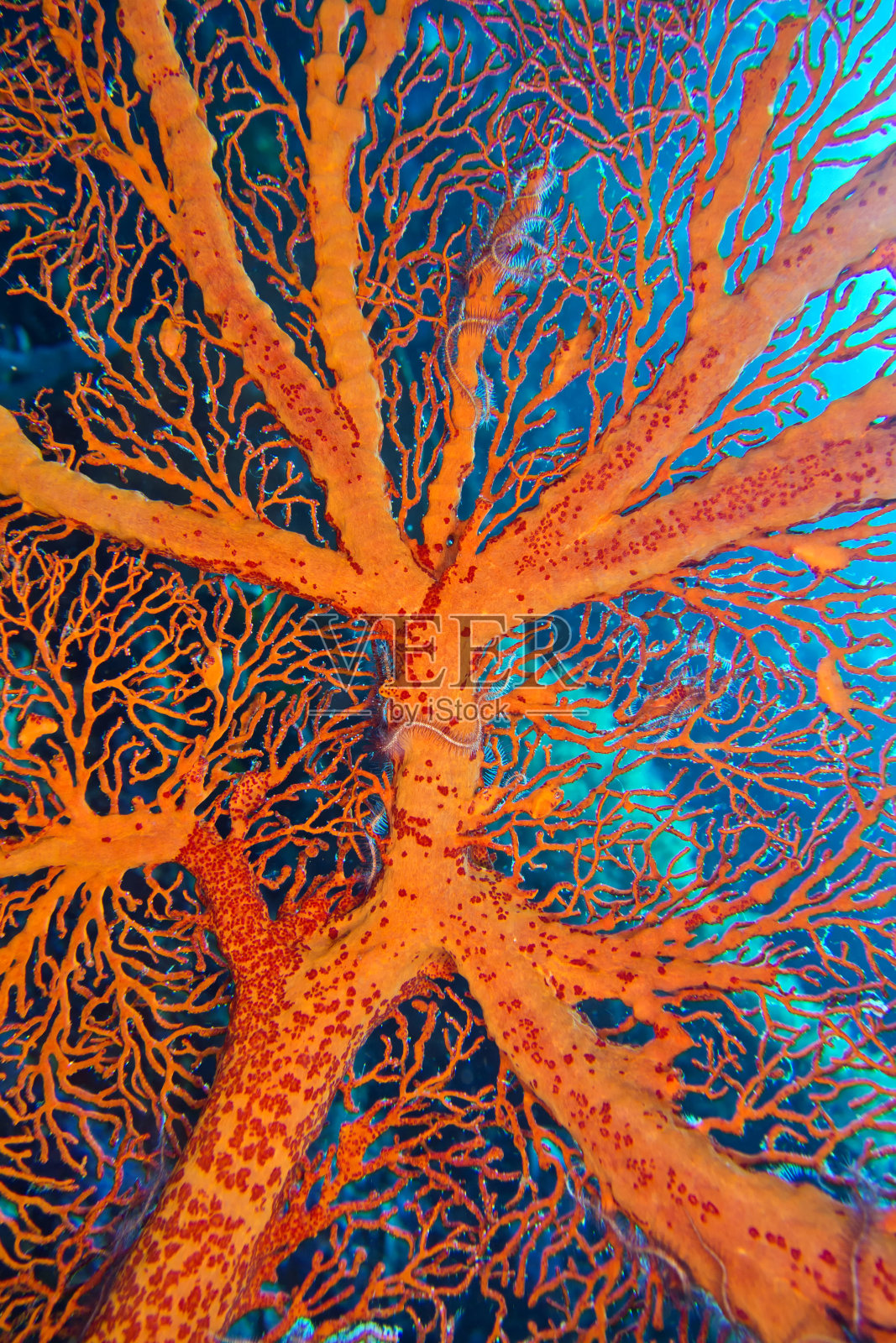 海扇，海鞭，Bunaken国家海洋公园，北苏拉威西，印度尼西亚照片摄影图片