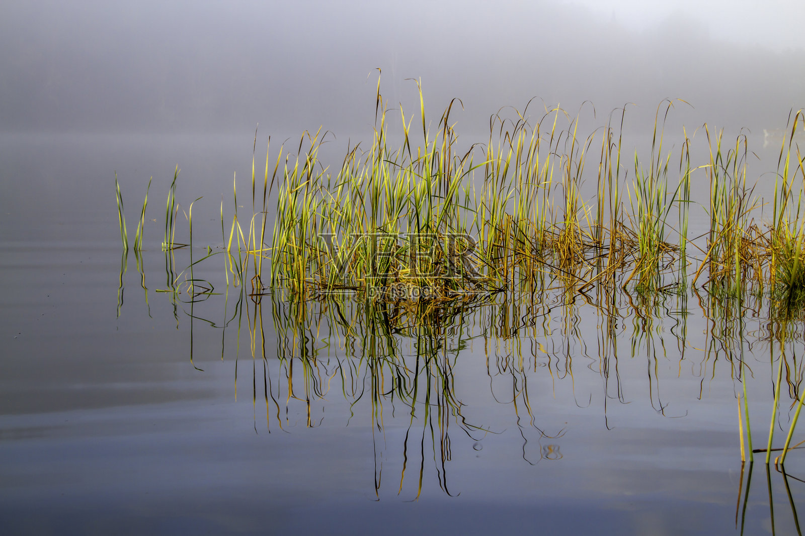清晨的湖草照片摄影图片
