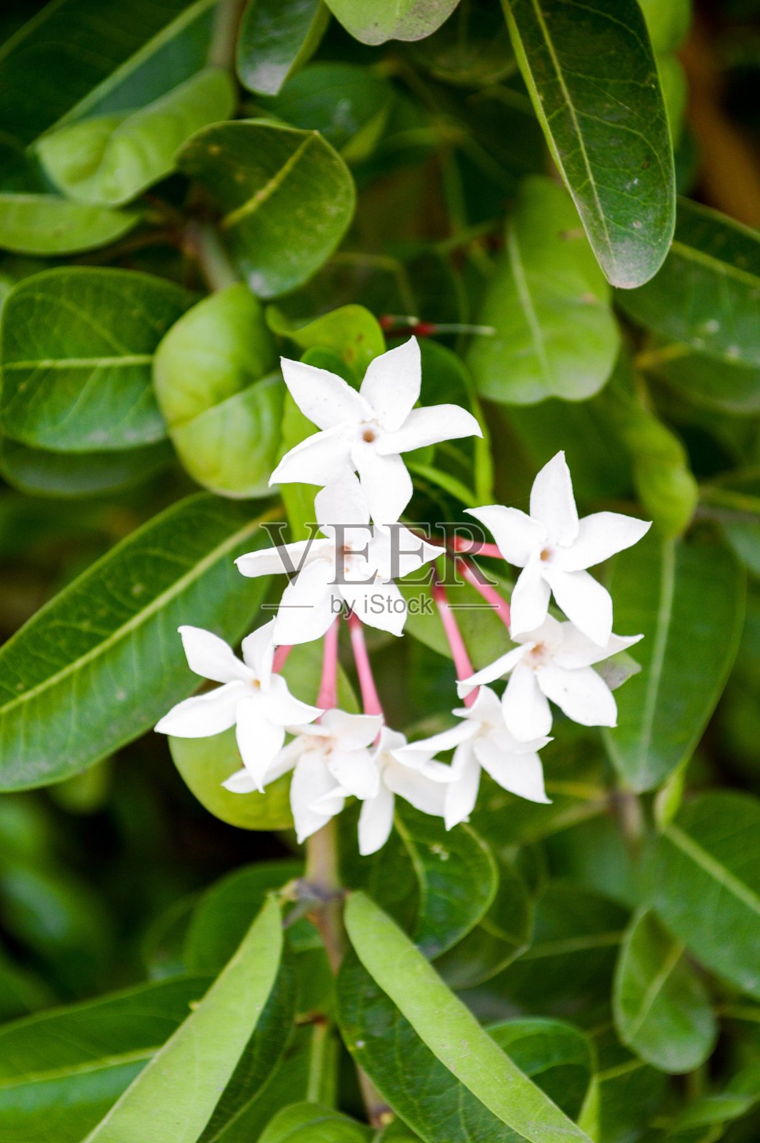 白色卡隆达花在花园里照片摄影图片