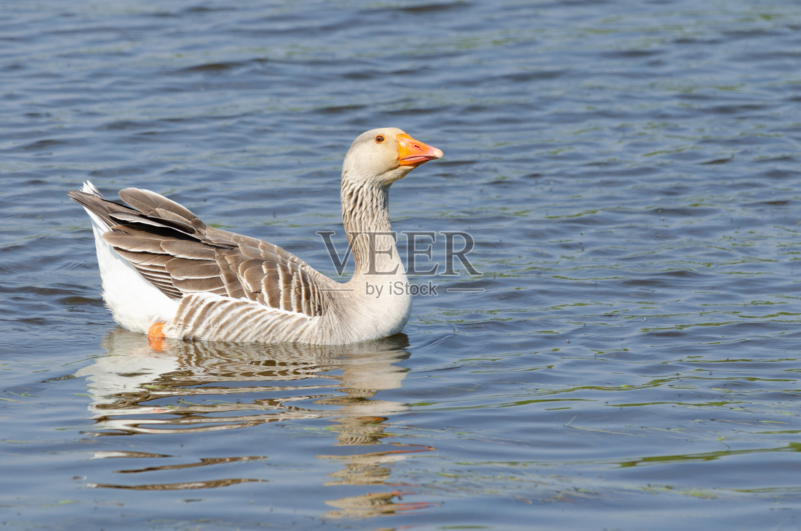 鹅照片摄影图片
