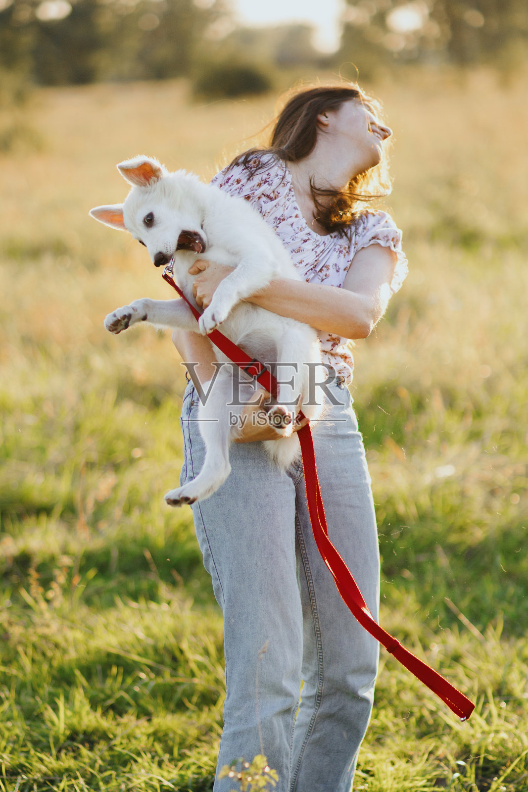 快乐的女人玩可爱活泼的白色小狗在温暖的光在夏季草地。有趣的时刻照片摄影图片