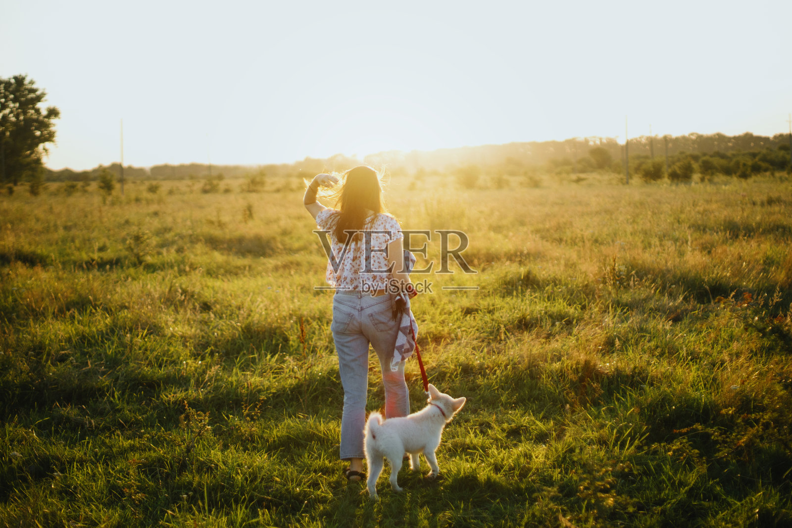 时尚随意的女人走在可爱的白色小狗在夏季草地。采用理念，忠实朋友照片摄影图片