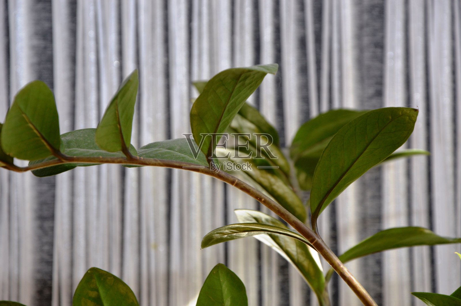 家花照片摄影图片