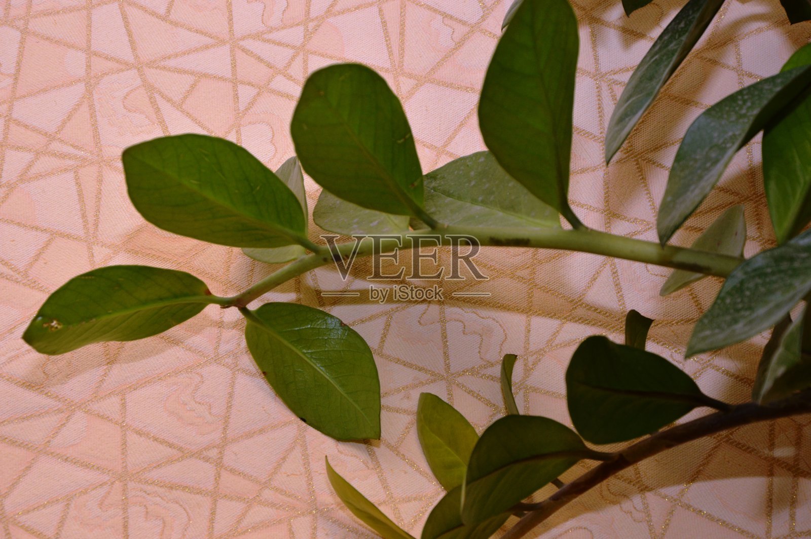 家花照片摄影图片