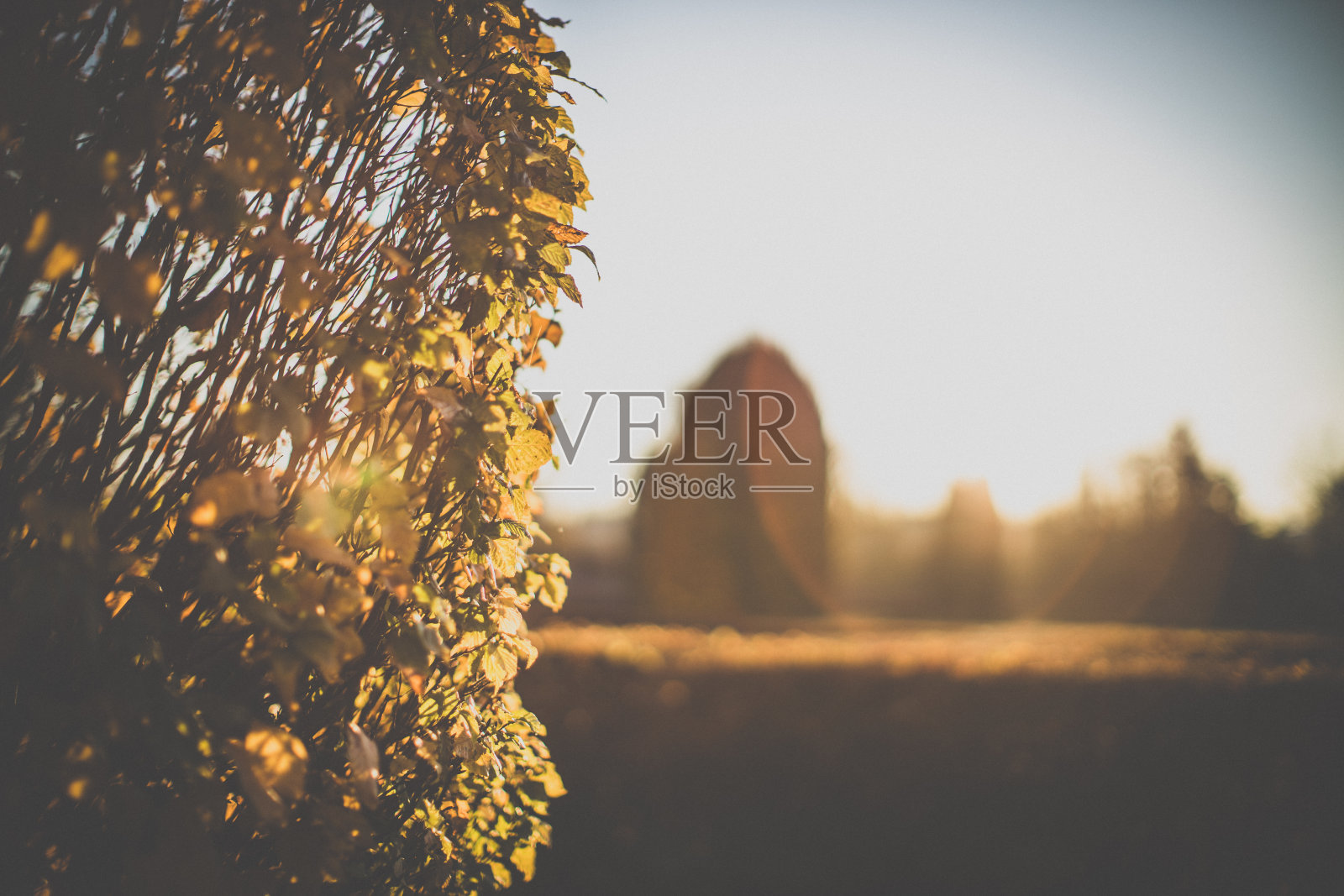 秋天可爱的花园照片摄影图片