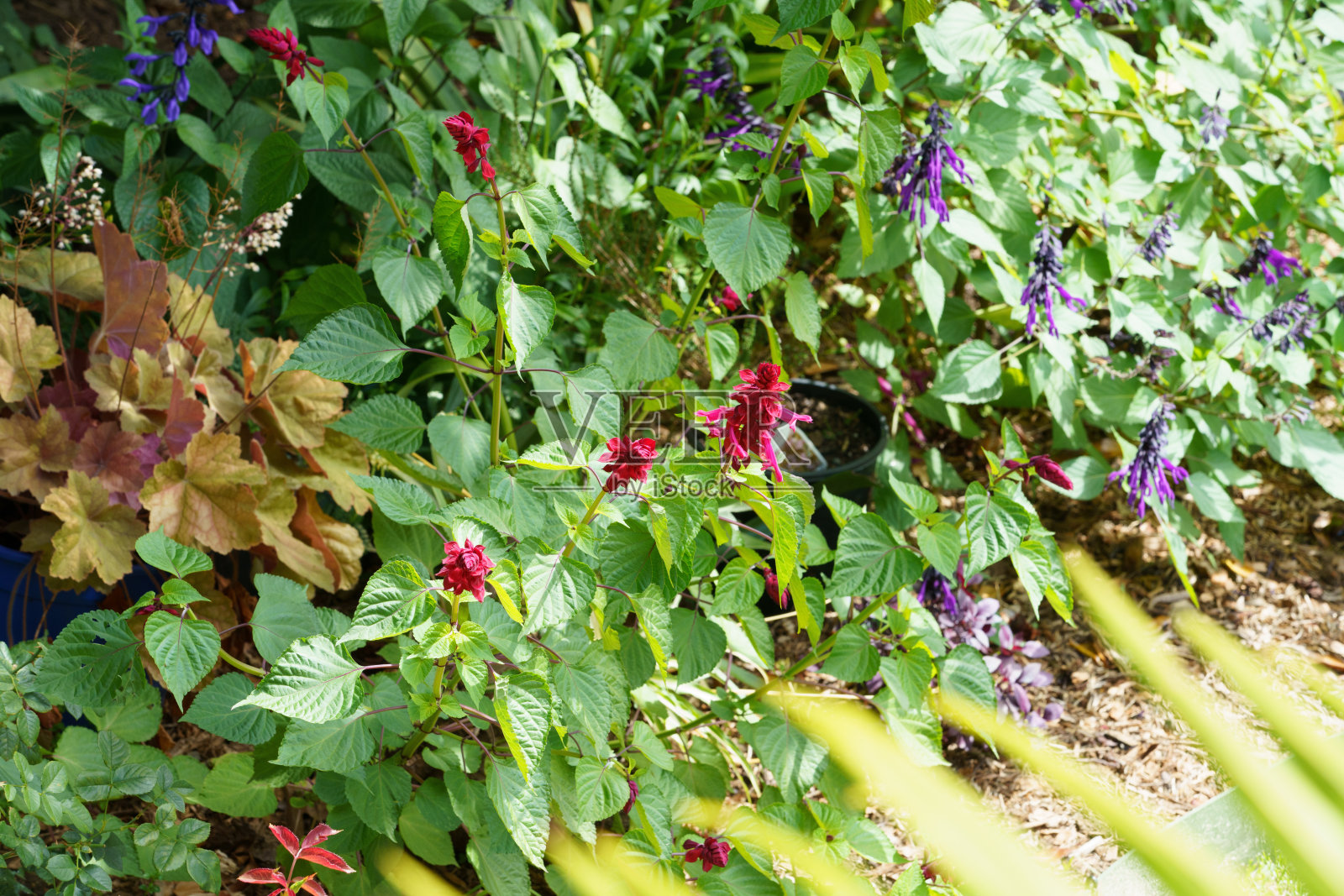 马大山上花园里的花照片摄影图片