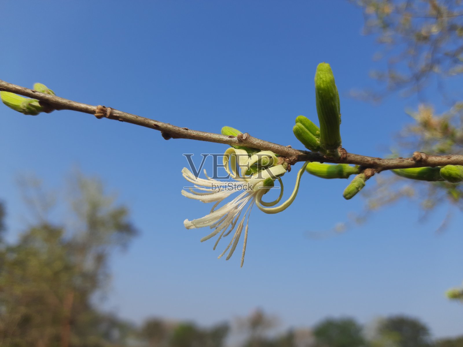 丹参。照片摄影图片