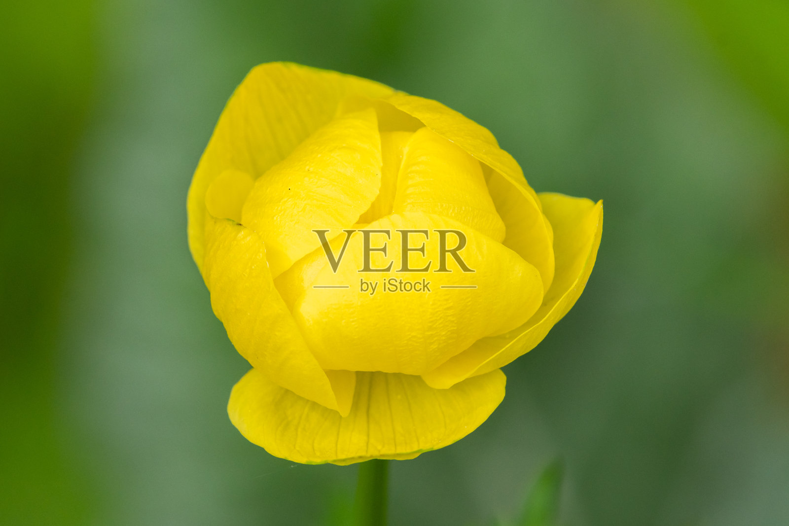 一个球形花的特写照片摄影图片