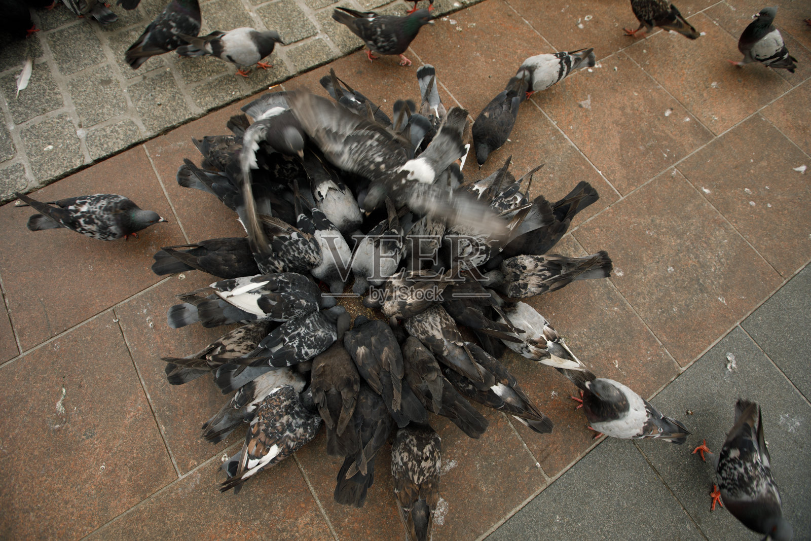 鸽子照片摄影图片