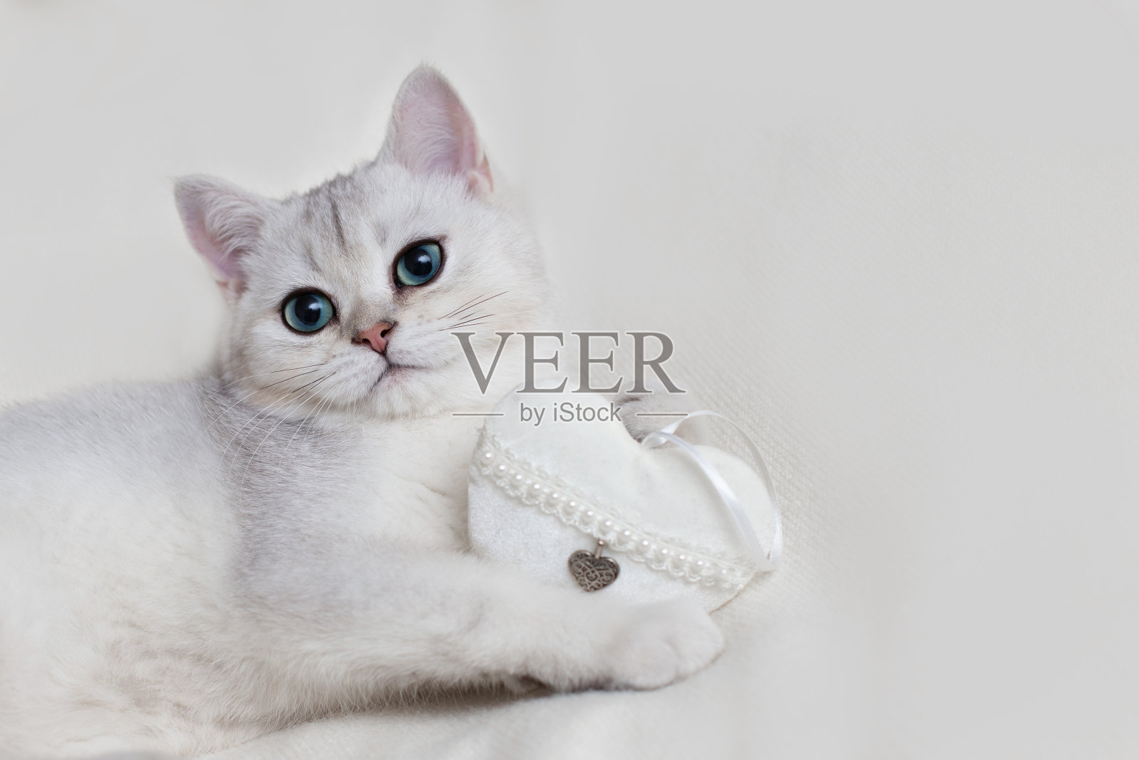 可爱的白色英国小猫在白色的针织毯子上，爪子上有一个白色的织心照片摄影图片