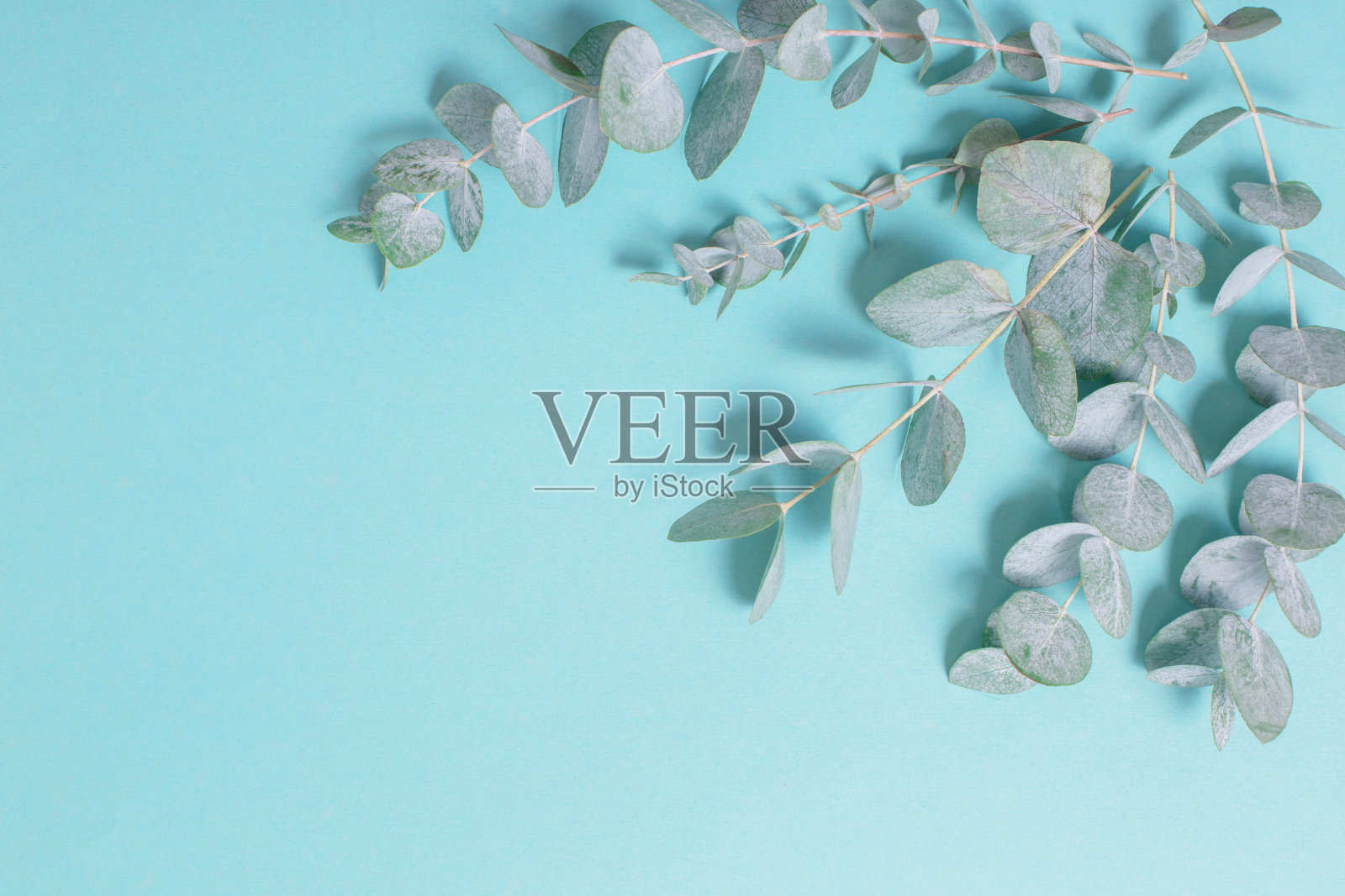 桉树的叶子在纸的背景照片摄影图片