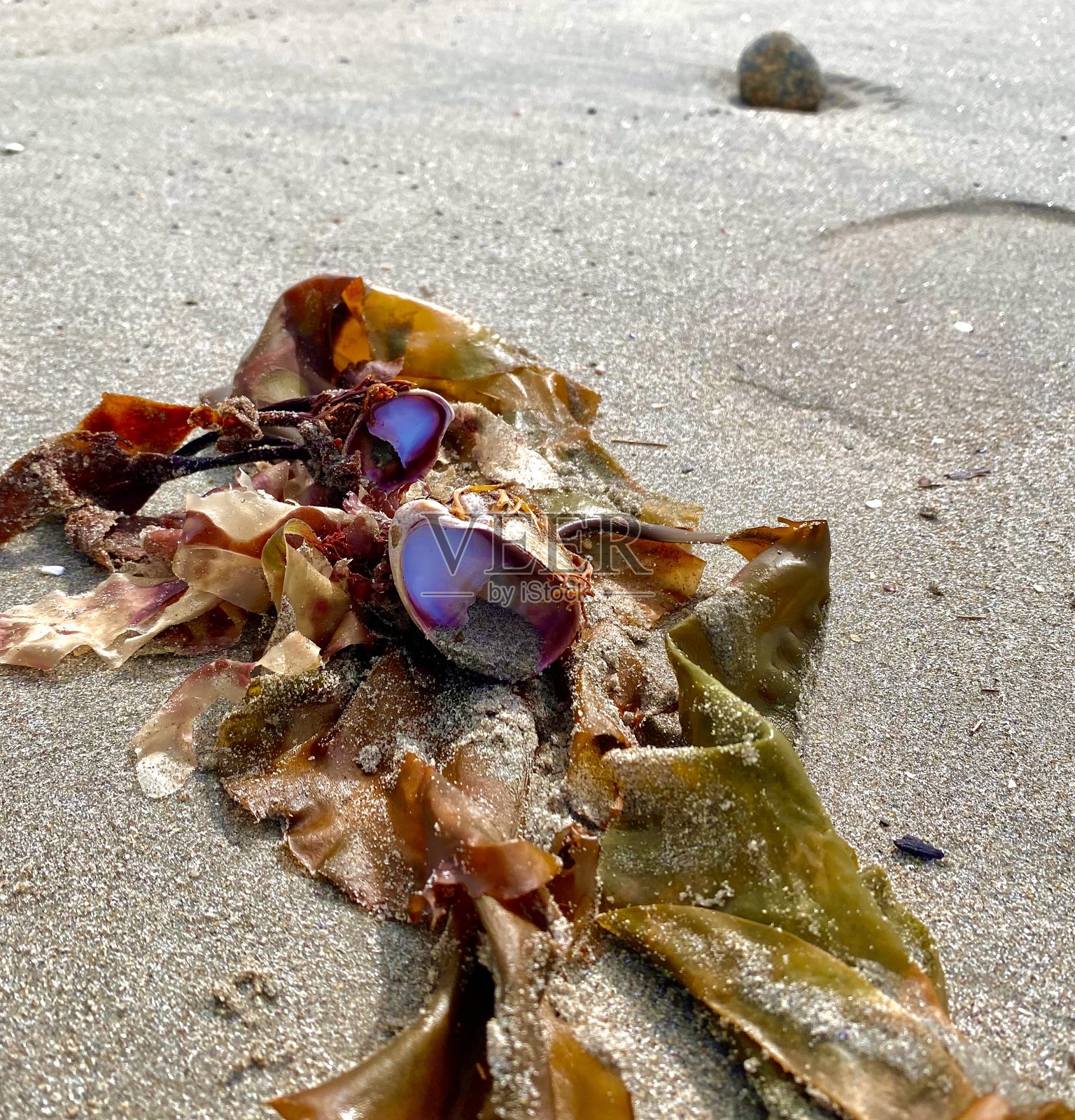 贝壳和杂草照片摄影图片