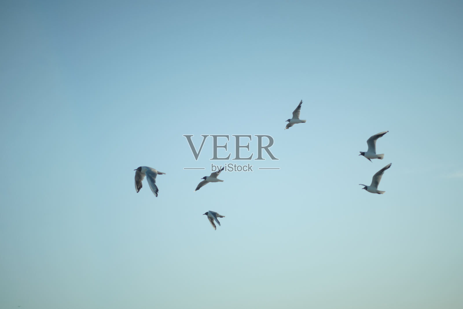 一群海鸥在蓝天上飞翔照片摄影图片