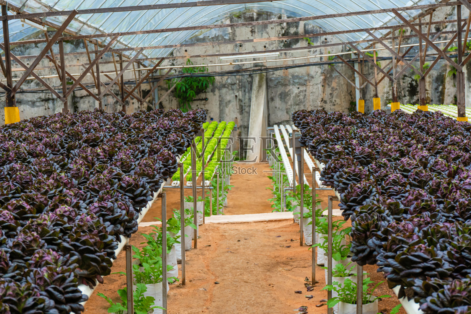 现代温室种植沙拉与灌溉系统。种植植物的工业规模。照片摄影图片