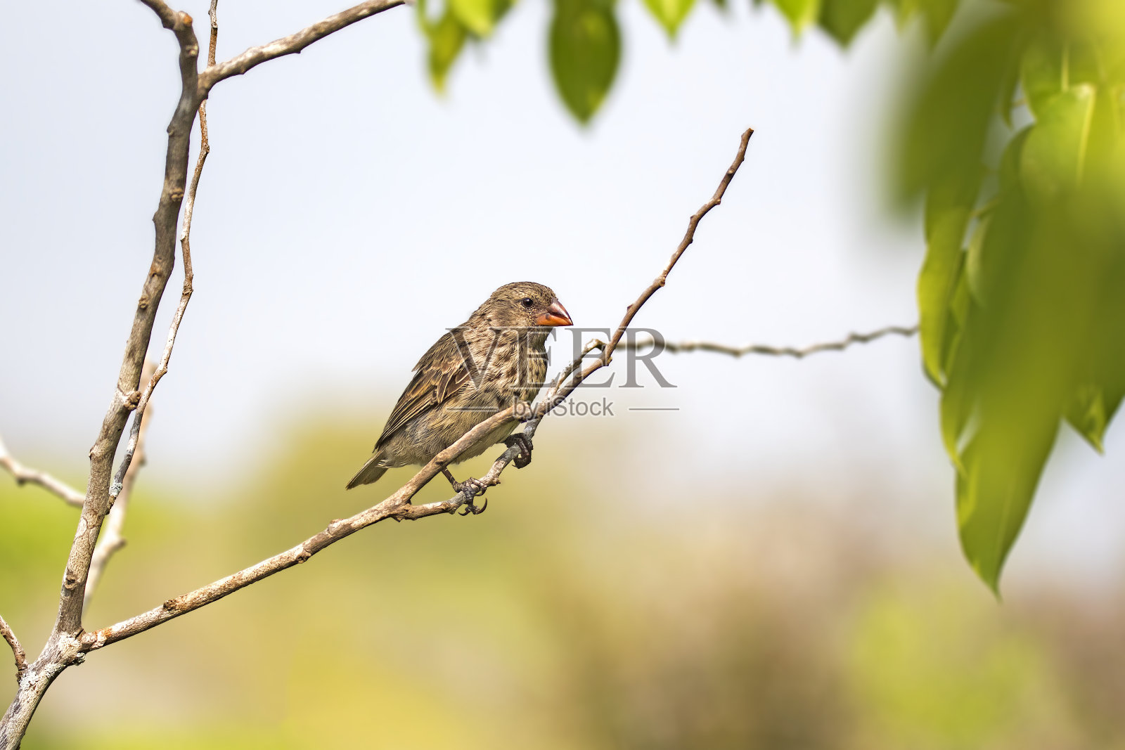 达尔文雀(Geospizini)栖息在南美洲厄瓜多尔加拉帕戈斯群岛的一个分支上照片摄影图片