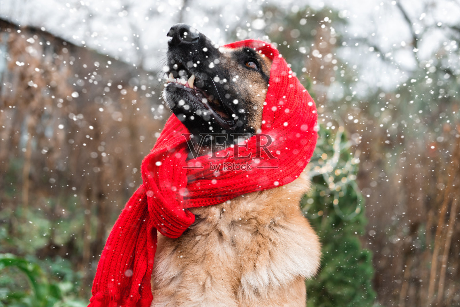 可爱的狗喜欢第一场雪。美丽的黑红相间的毛茸茸的德国牧羊犬，戴着红色的针织围巾，坐在大自然中微笑着看雪花。照片摄影图片