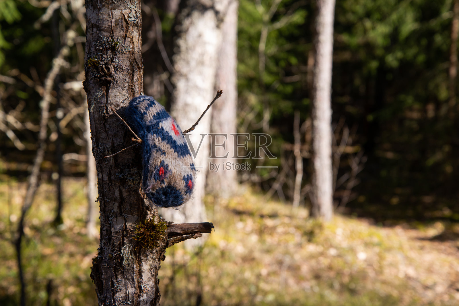 孩子们在树枝上丢失的胡椒。春天来了，树上的树枝上挂着一只丢失的儿童手套在太阳的背景下。春天的风景照片摄影图片