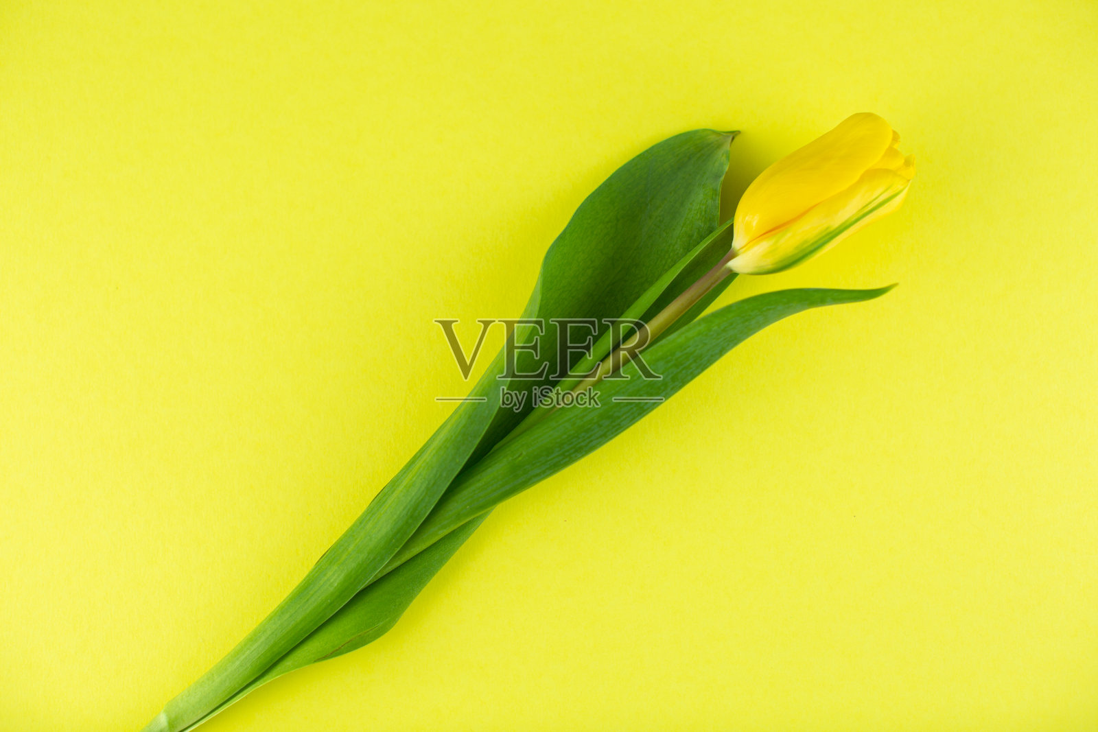 黄色背景上的黄色郁金香照片摄影图片