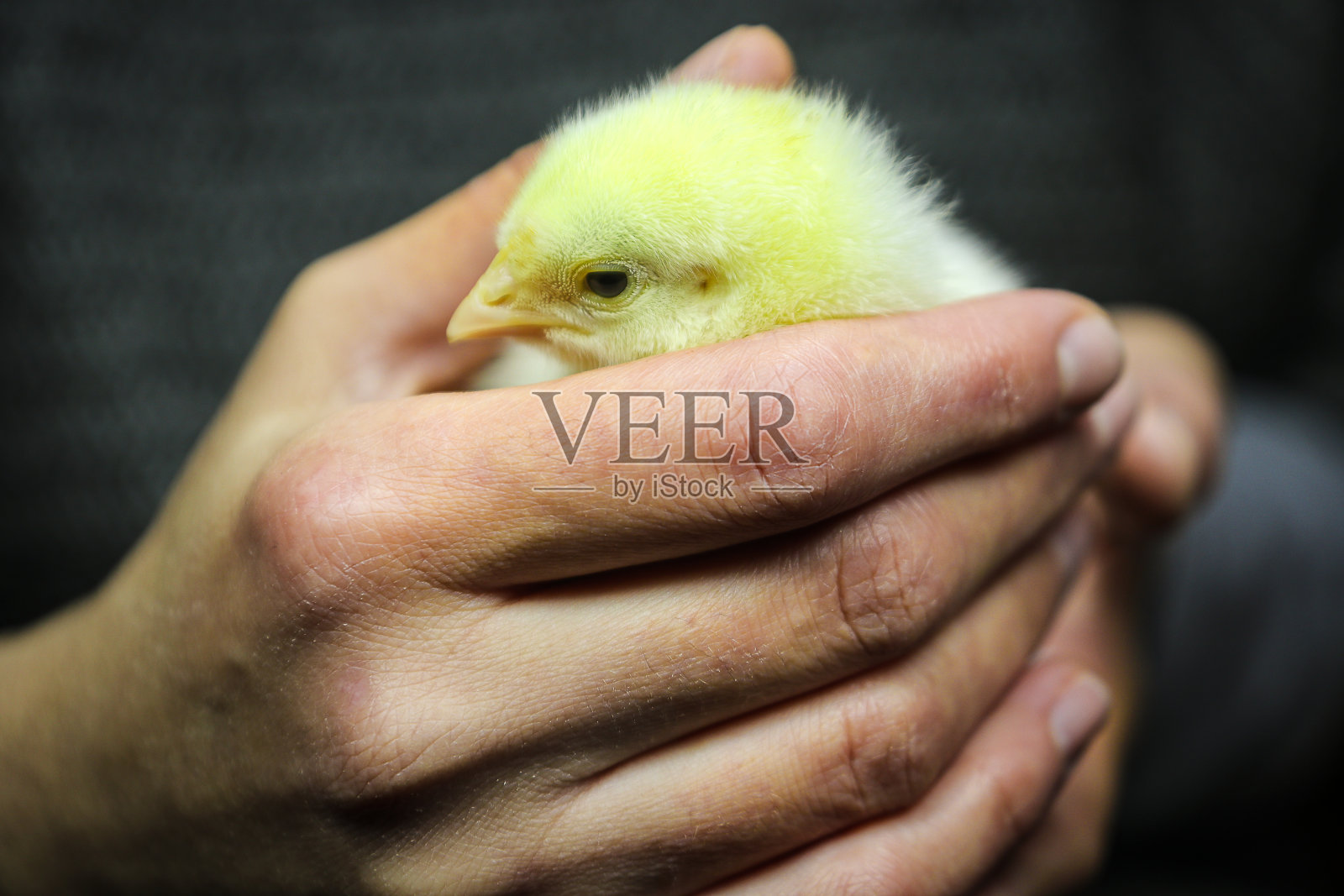 小鸡在温柔女人的手中。照片摄影图片